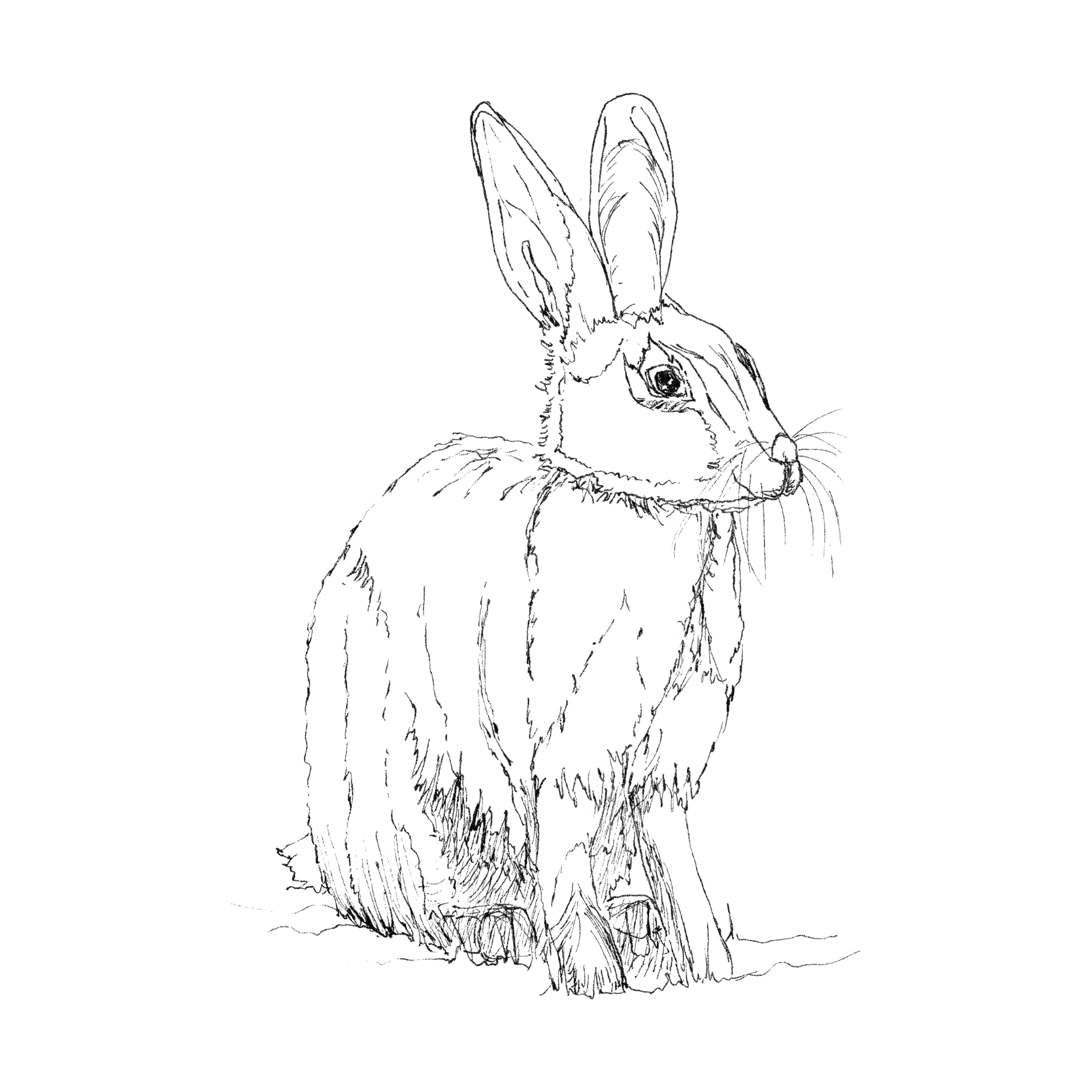 Rabbit line drawing