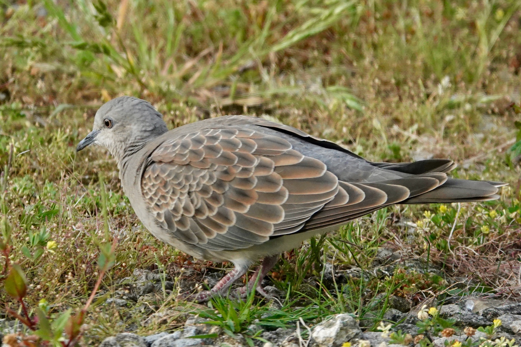 Juvenile Turtle Dove on stony ground