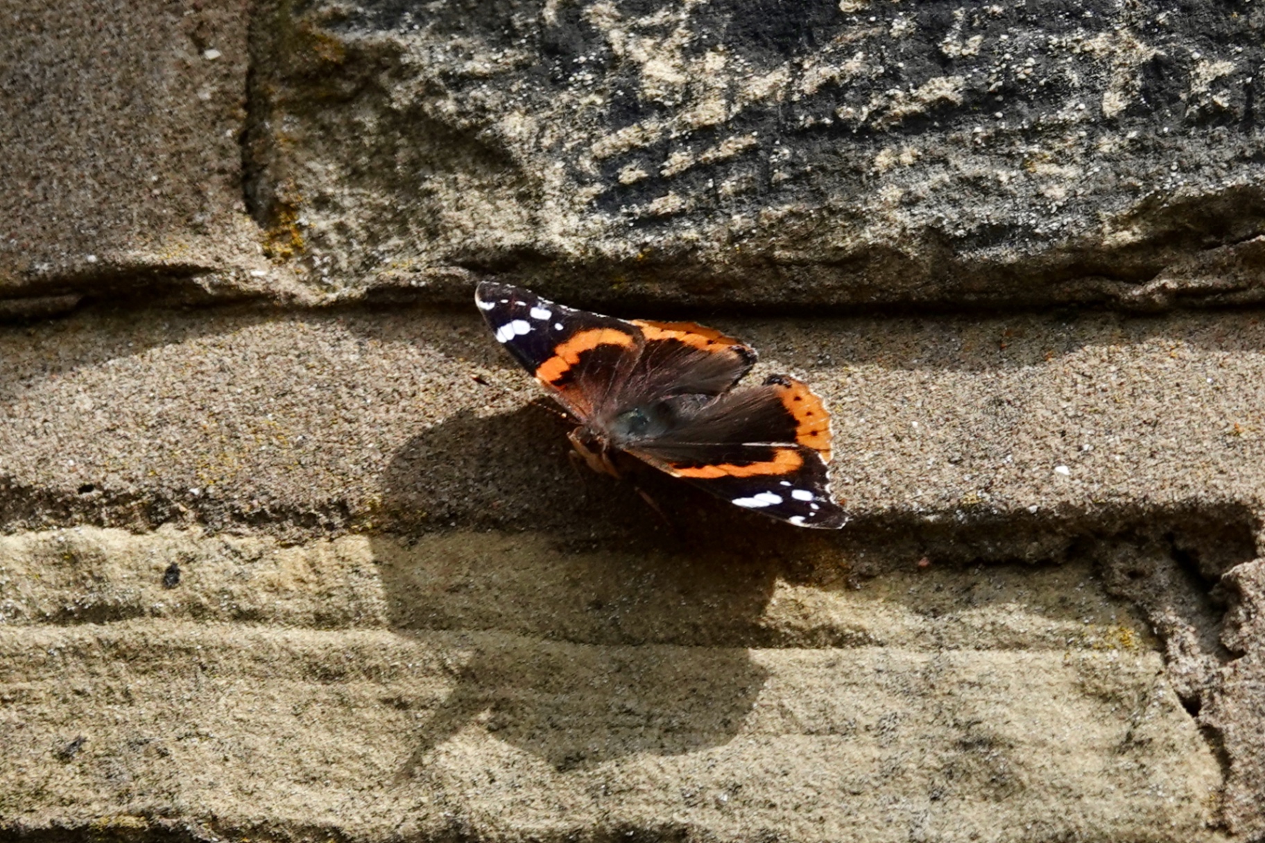 A Red Admiral butterfly with wings fully open resting on a sunlit sandstone garage wall, showing bold black wings with orange bands and white spots