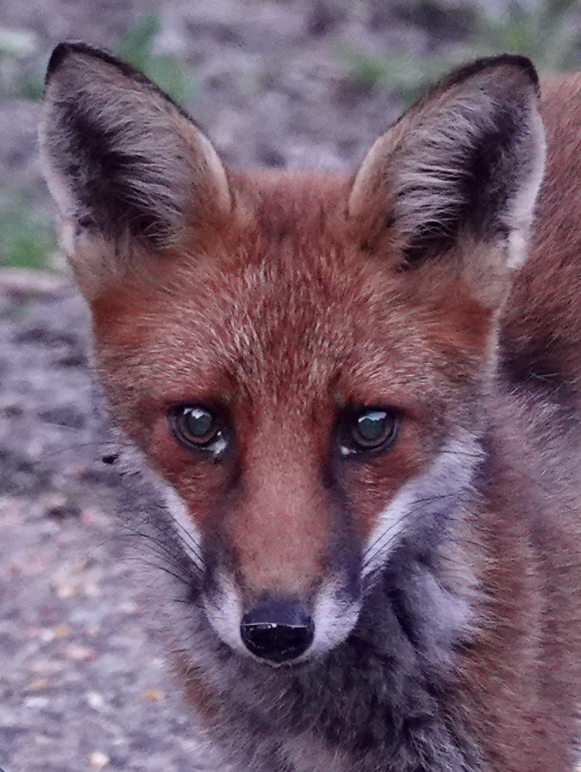 A close-up portrait of an adult red fox