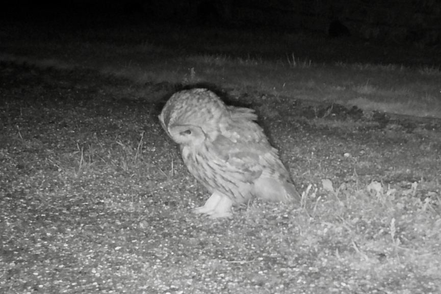 A Tawny Owl photographed at night on the ground by a trail camera