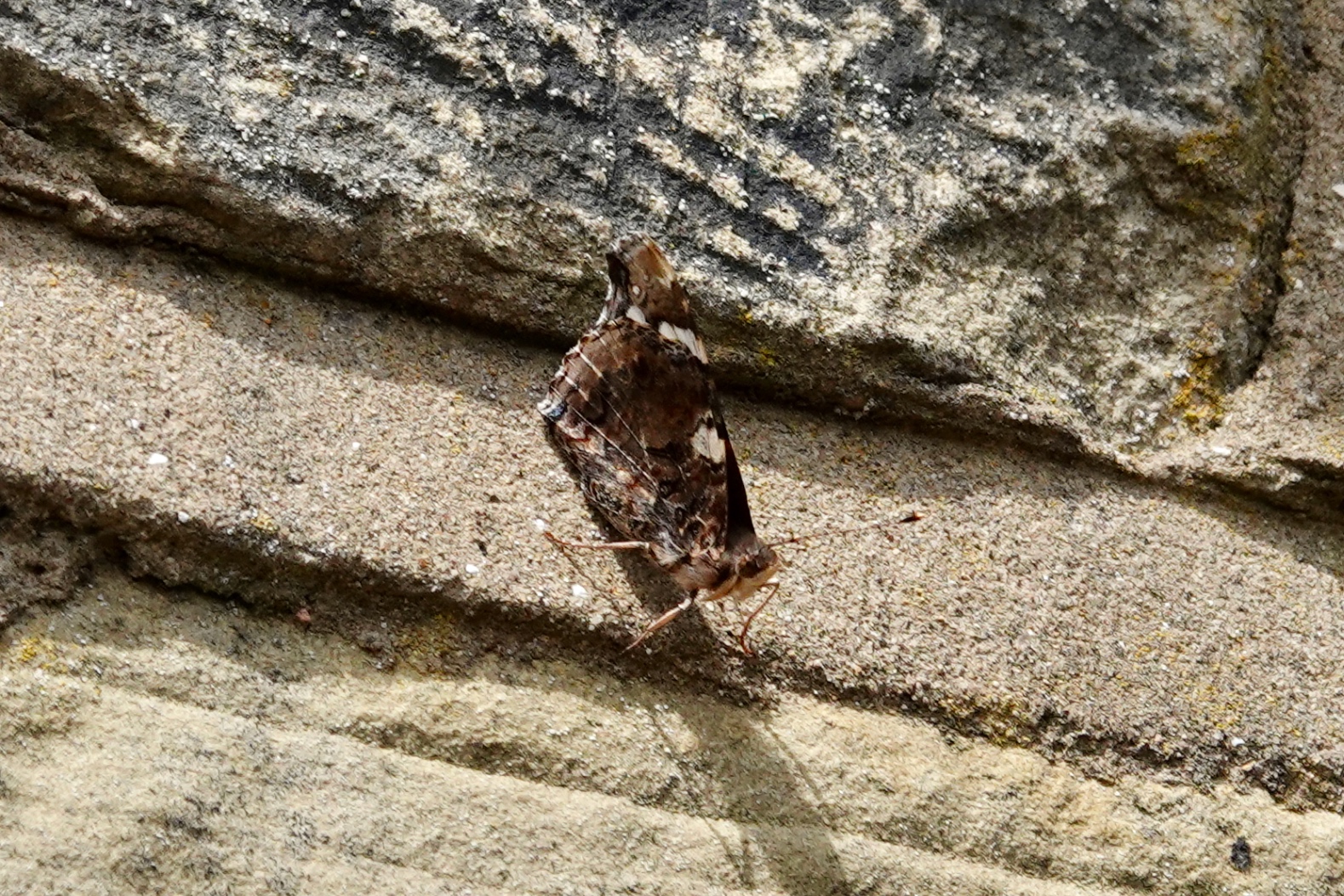 A Red Admiral butterfly with wings closed on a sandstone wall, showing intricate brown, grey and cream underwing patterning that blends into the stone