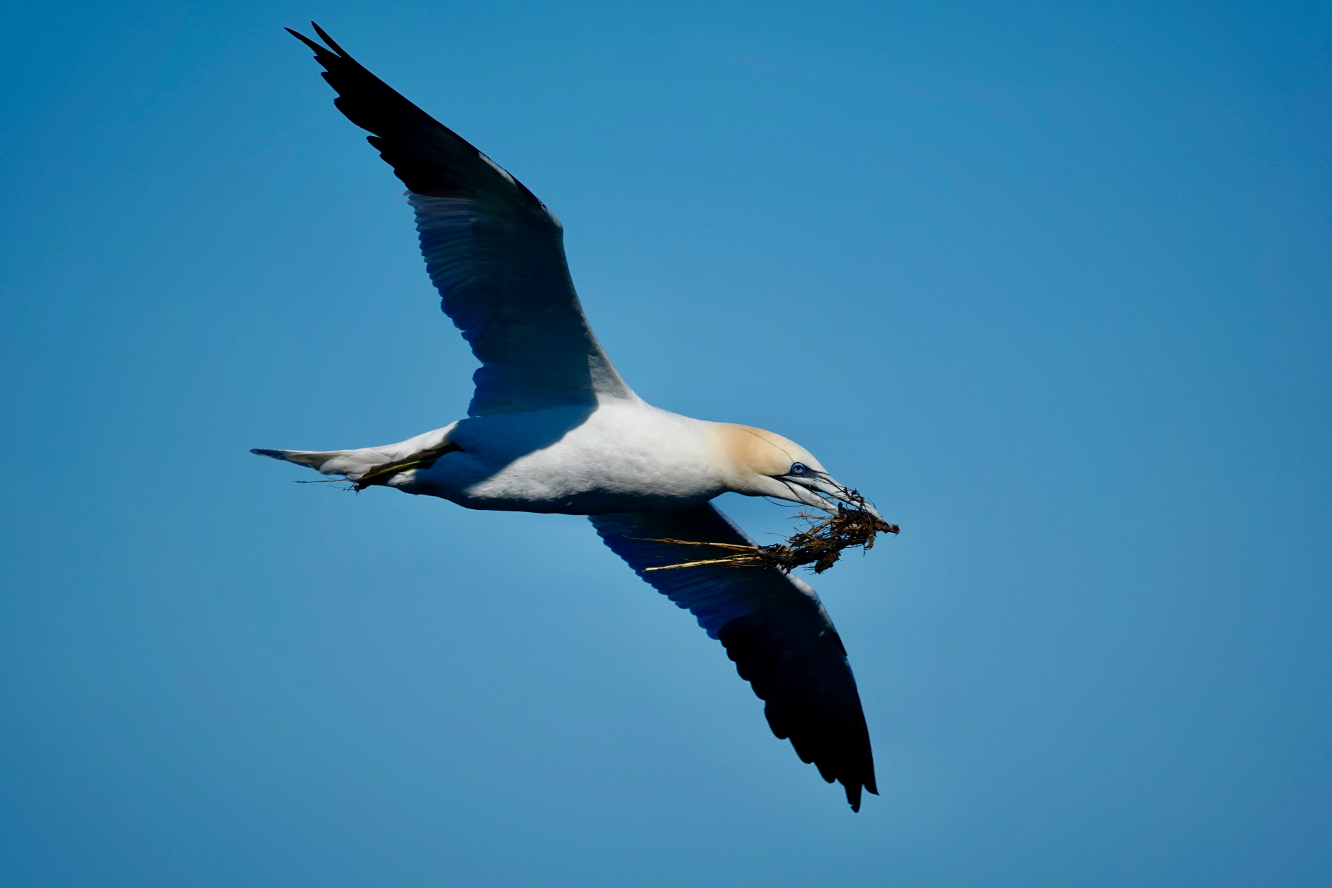 Gannet flying with nest material in beak