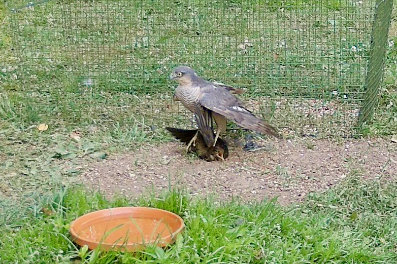 The Sparrowhawk stands over her. Not rushing. Head up, scanning every corner of the garden. She knows this is the dangerous moment.