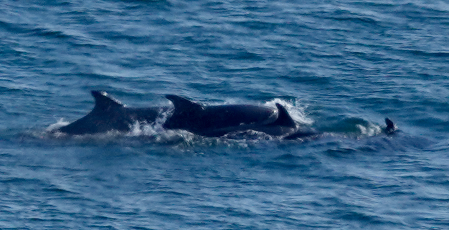 Four dolphins heading south, seen from RSPB Bempton Cliffs.