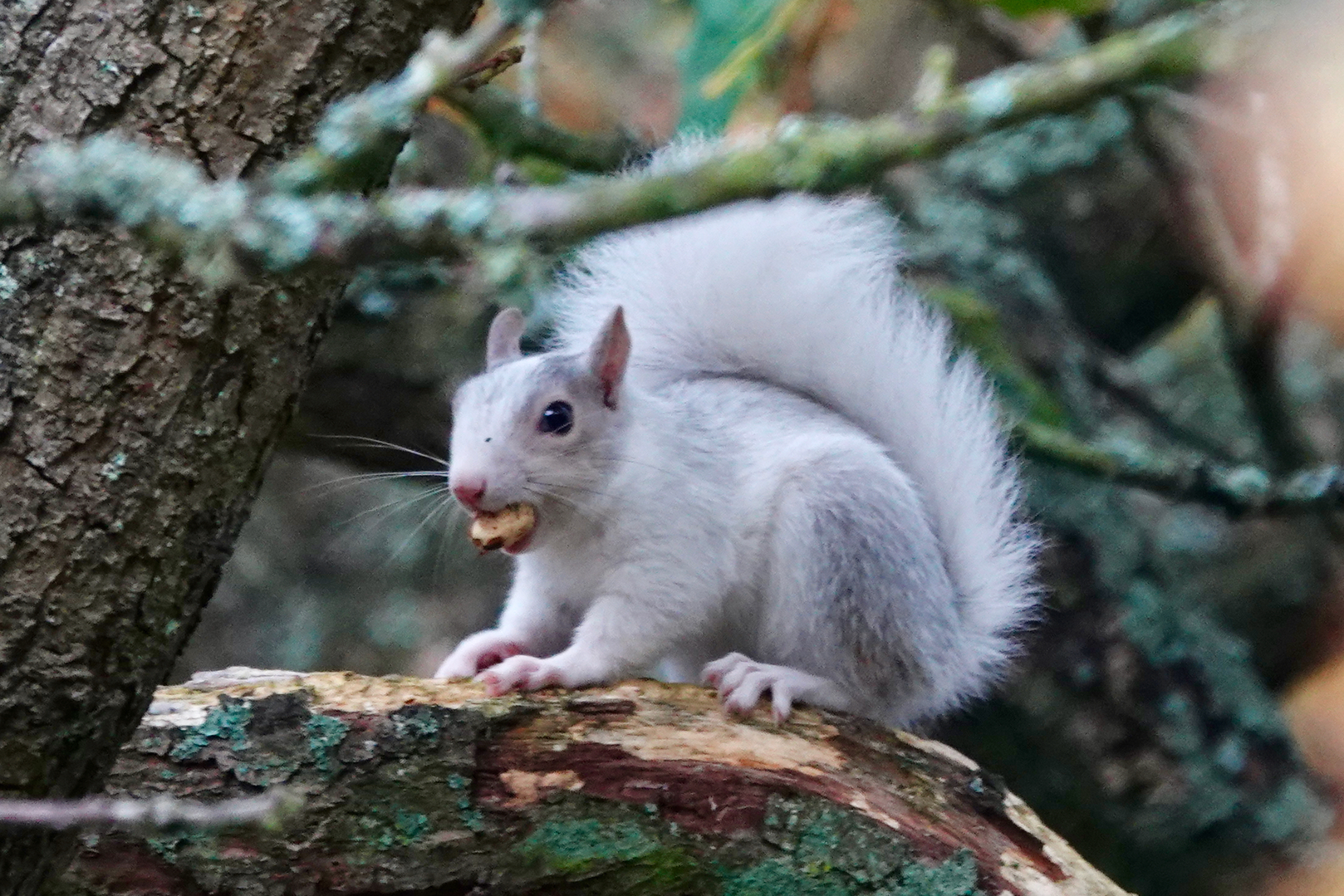 Pure white leucistic Grey Squirrel eating a nut