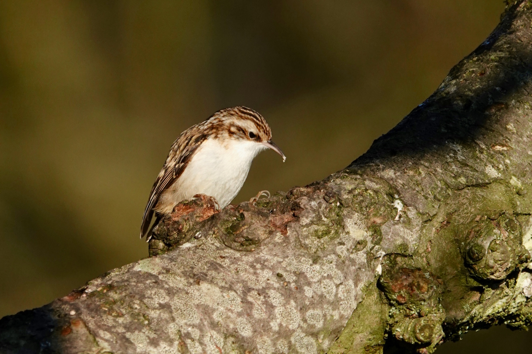 Treecreeper pausing on a lichen-covered branch
