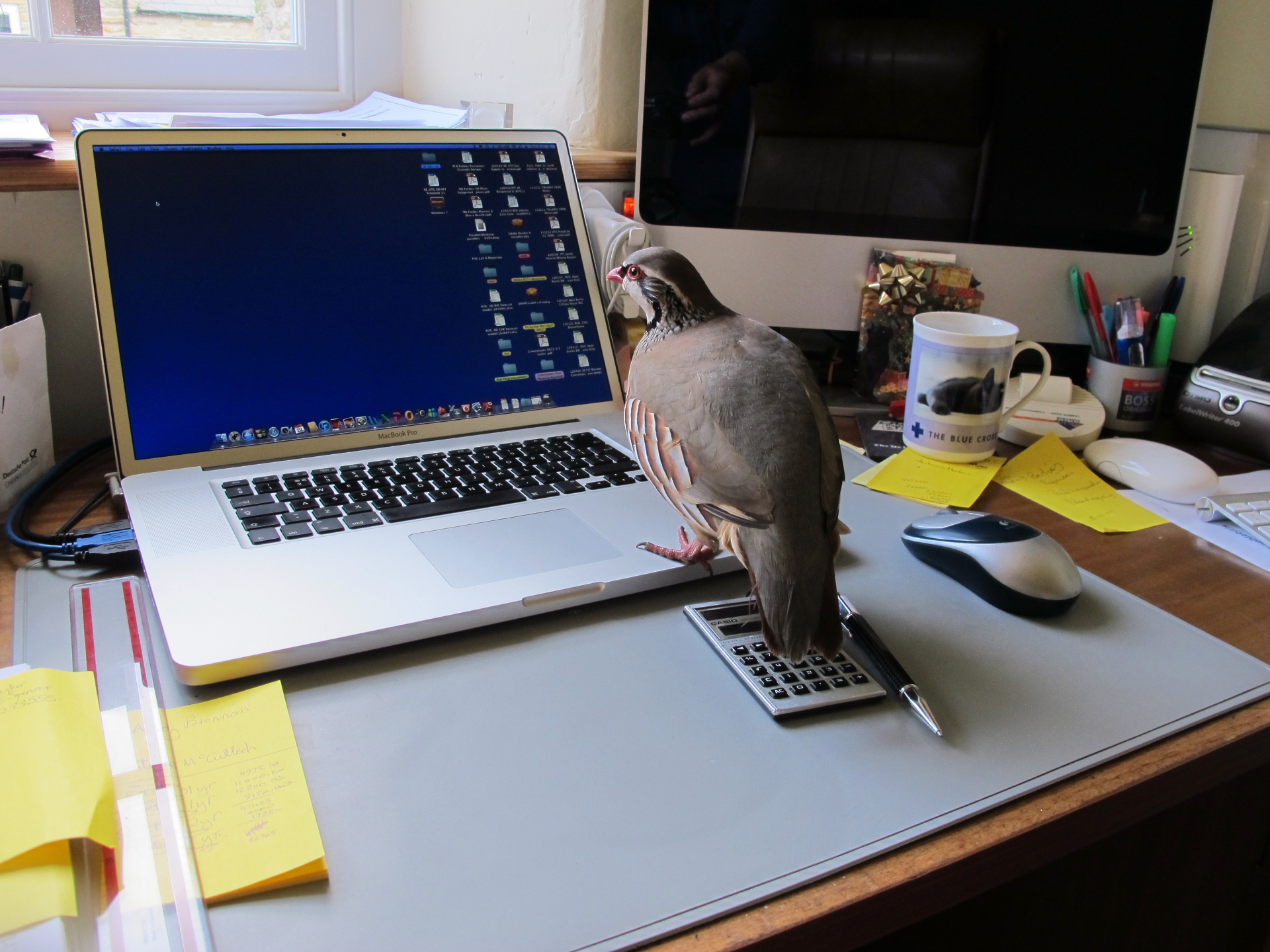 A Red-legged Partridge standing on a desk beside an open laptop, with its foot on a calculator and a computer mouse nearby