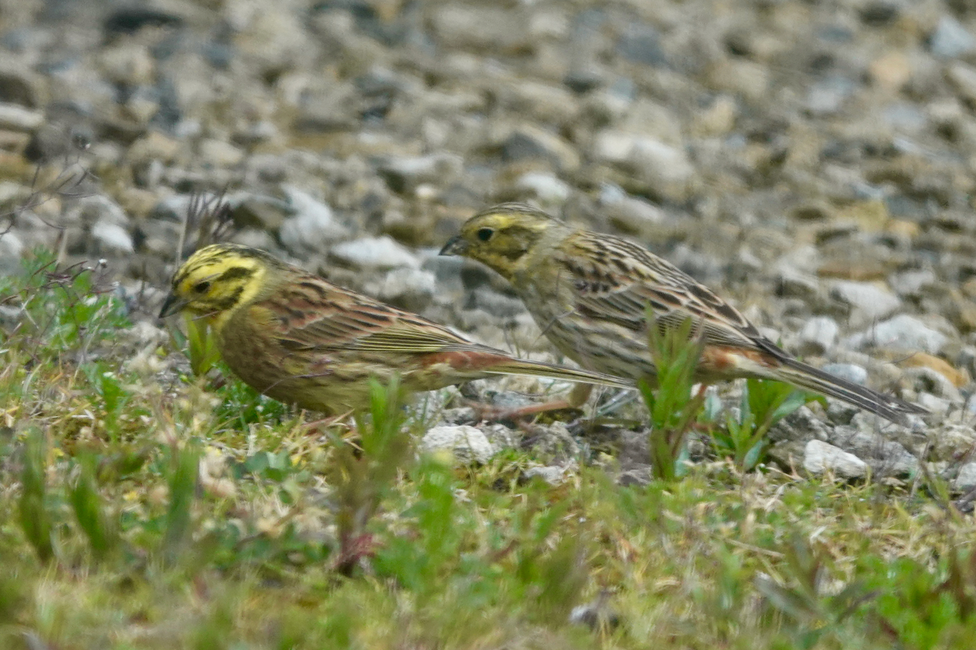 Male and female Yellowhammer feeding together on a stony track