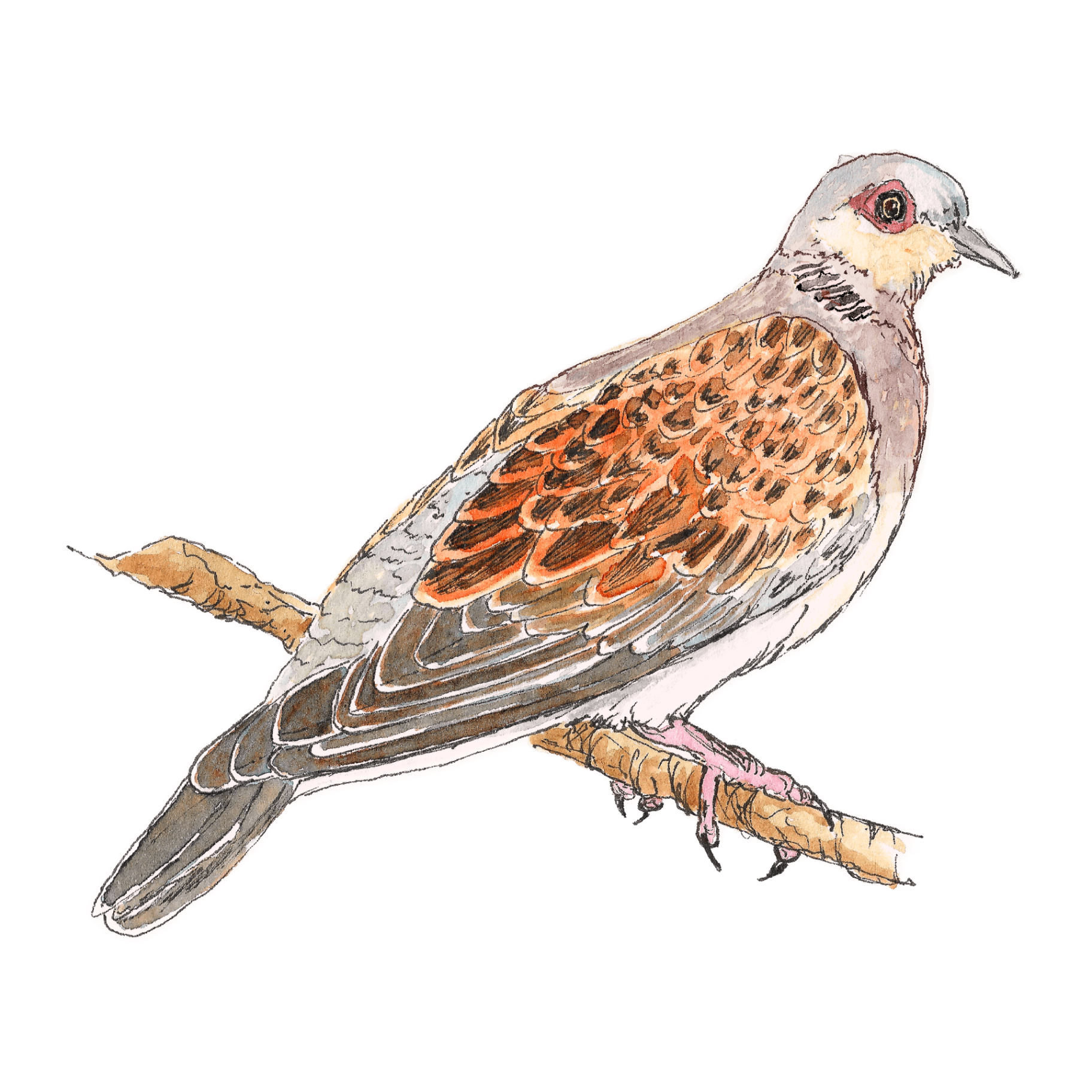 Watercolour illustration of a turtle dove