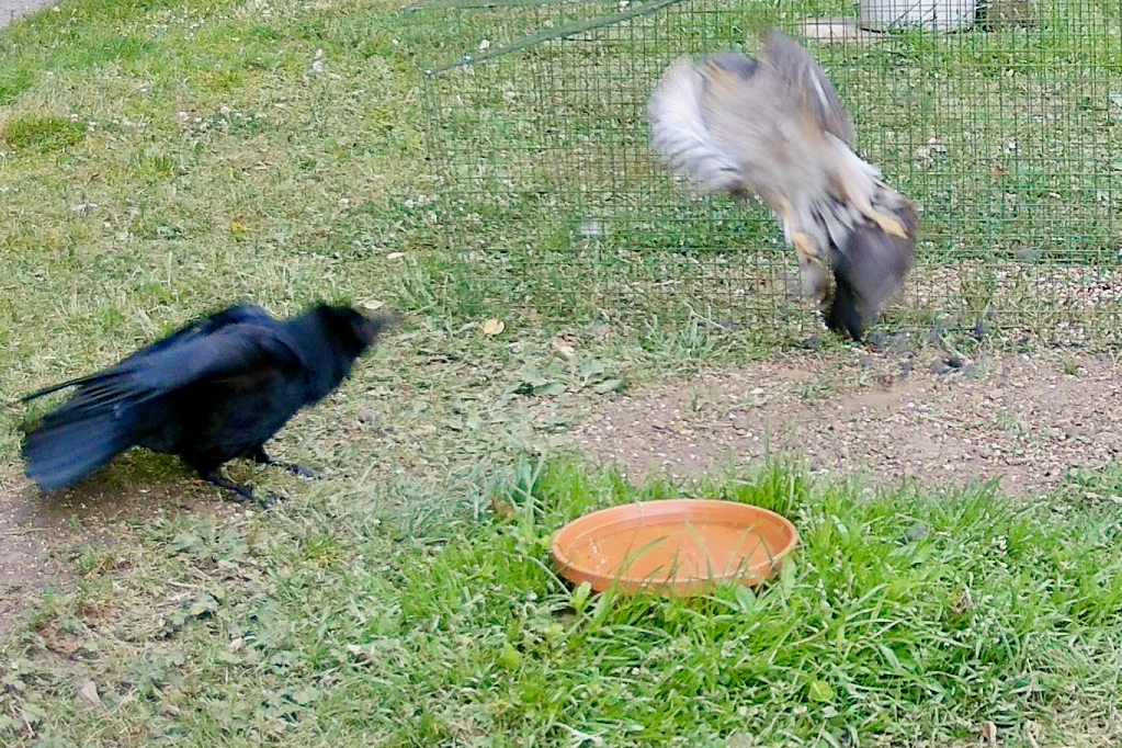 That's all it took - the Crow lunges, and she's off the ground with the Blackbird still in her feet. Incredible strength.