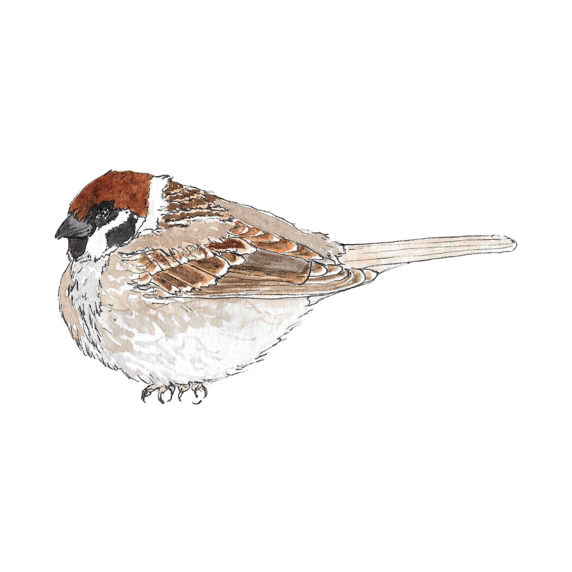 Watercolour illustration of a tree sparrow
