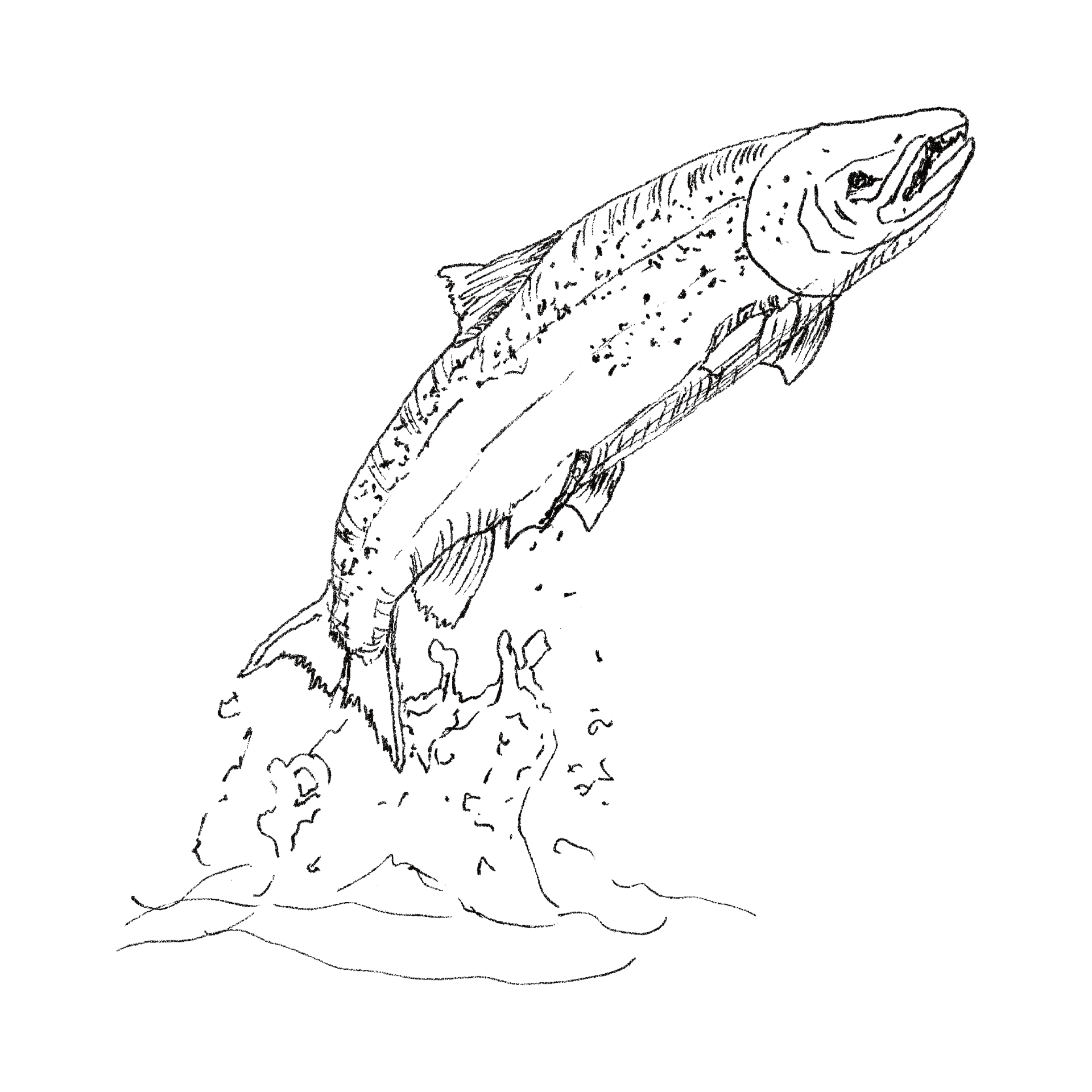 Leaping Salmon line drawing