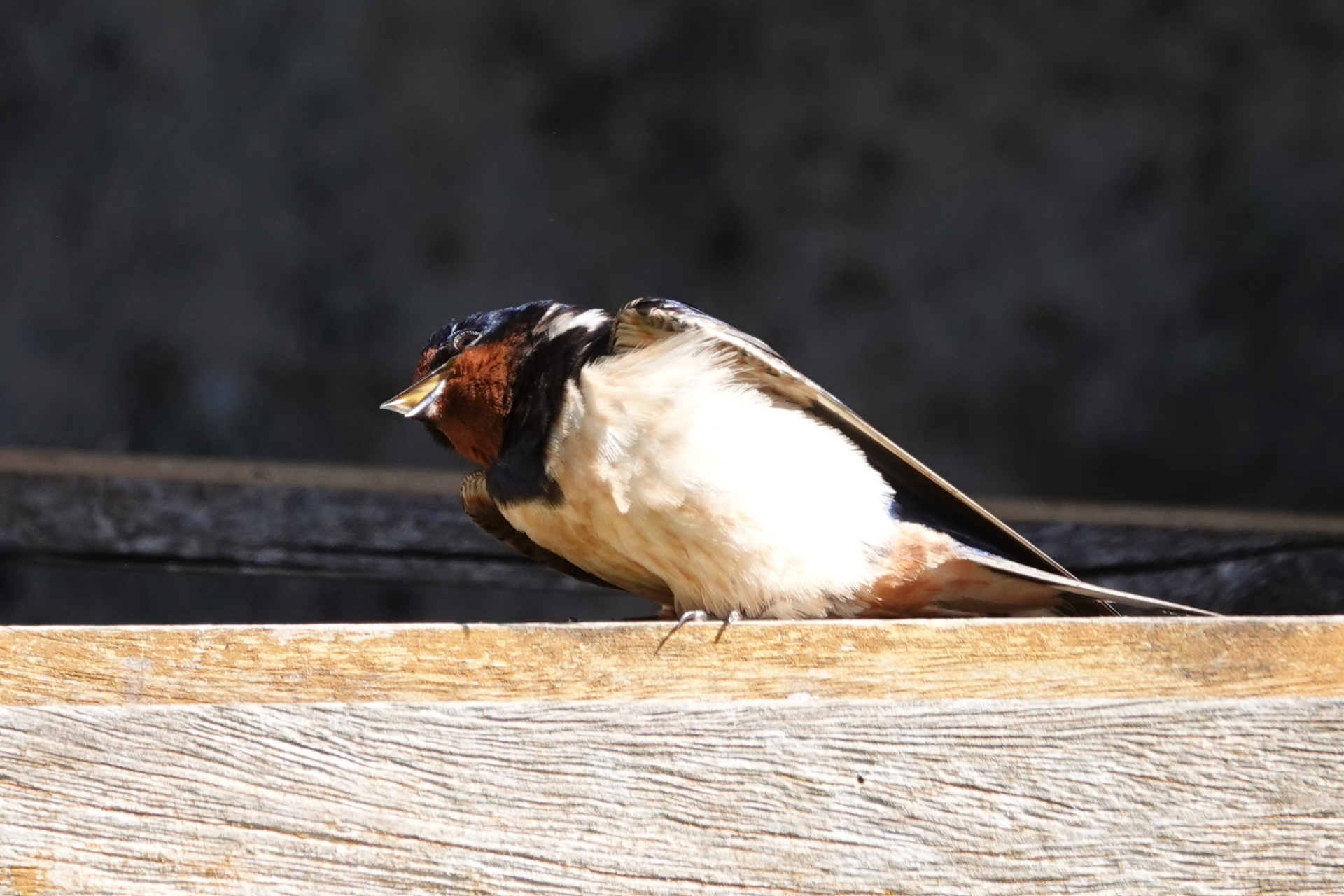 Adult Swallow on a beam calling to chicks