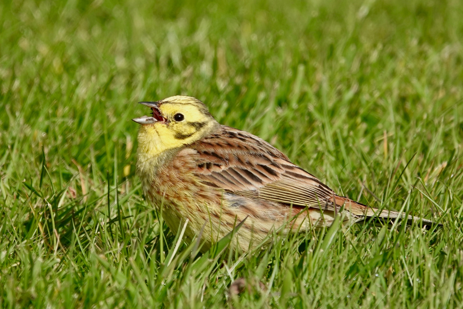 Male Yellowhammer singing from short grass with bright yellow head and breast