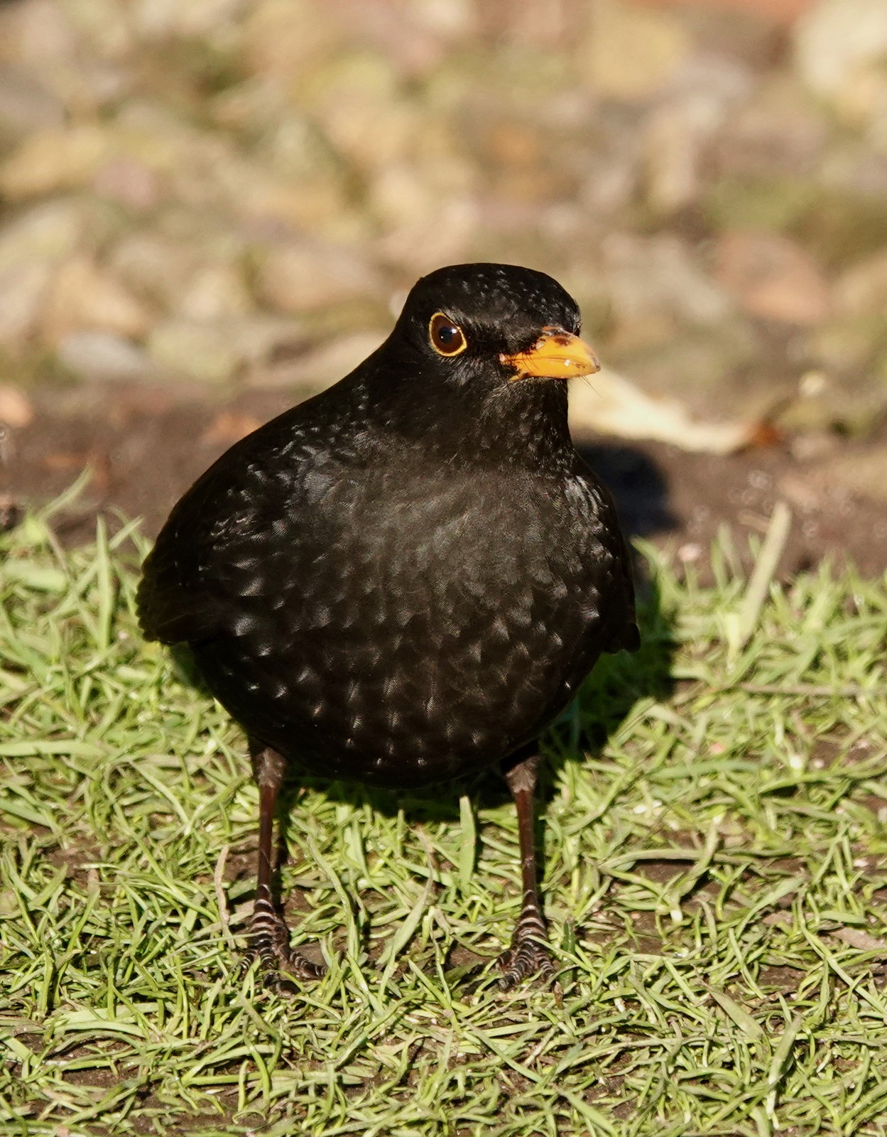 A male blackbird standing on grass