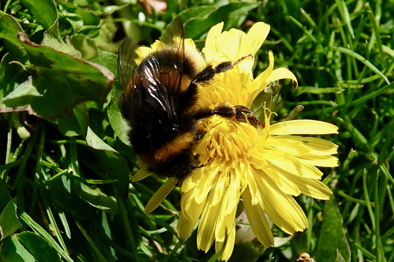 A buff-tailed bumblebee feeding on a yellow dandelion flower