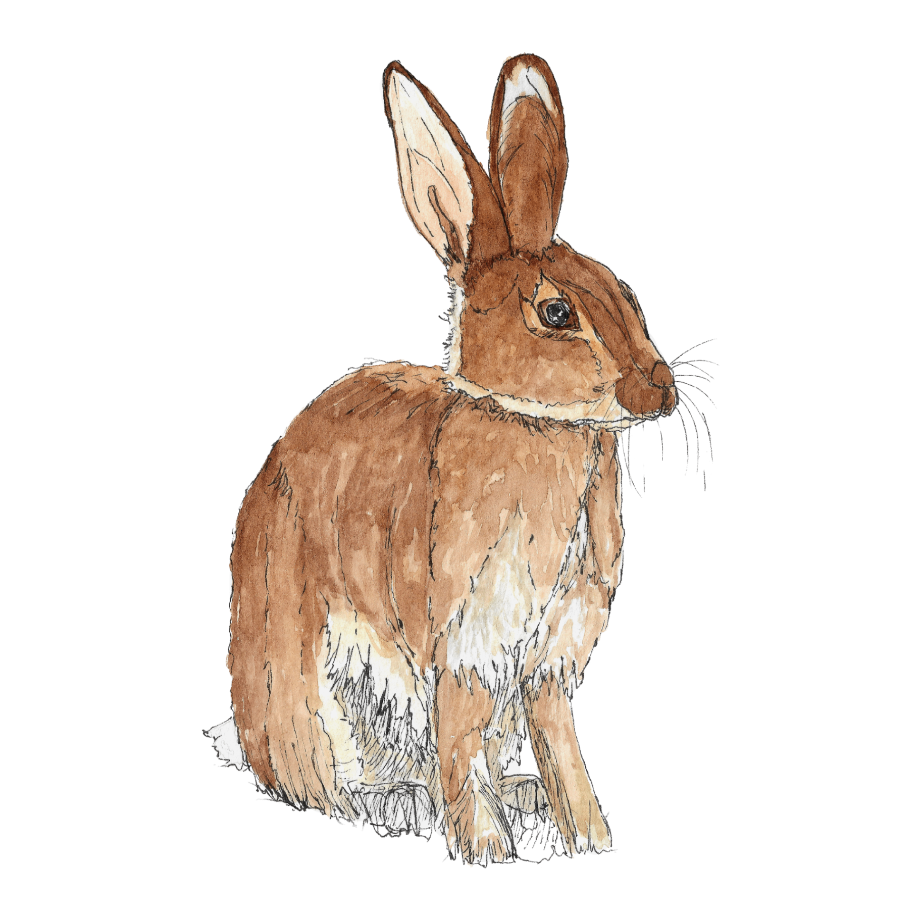 Watercolour illustration of a rabbit