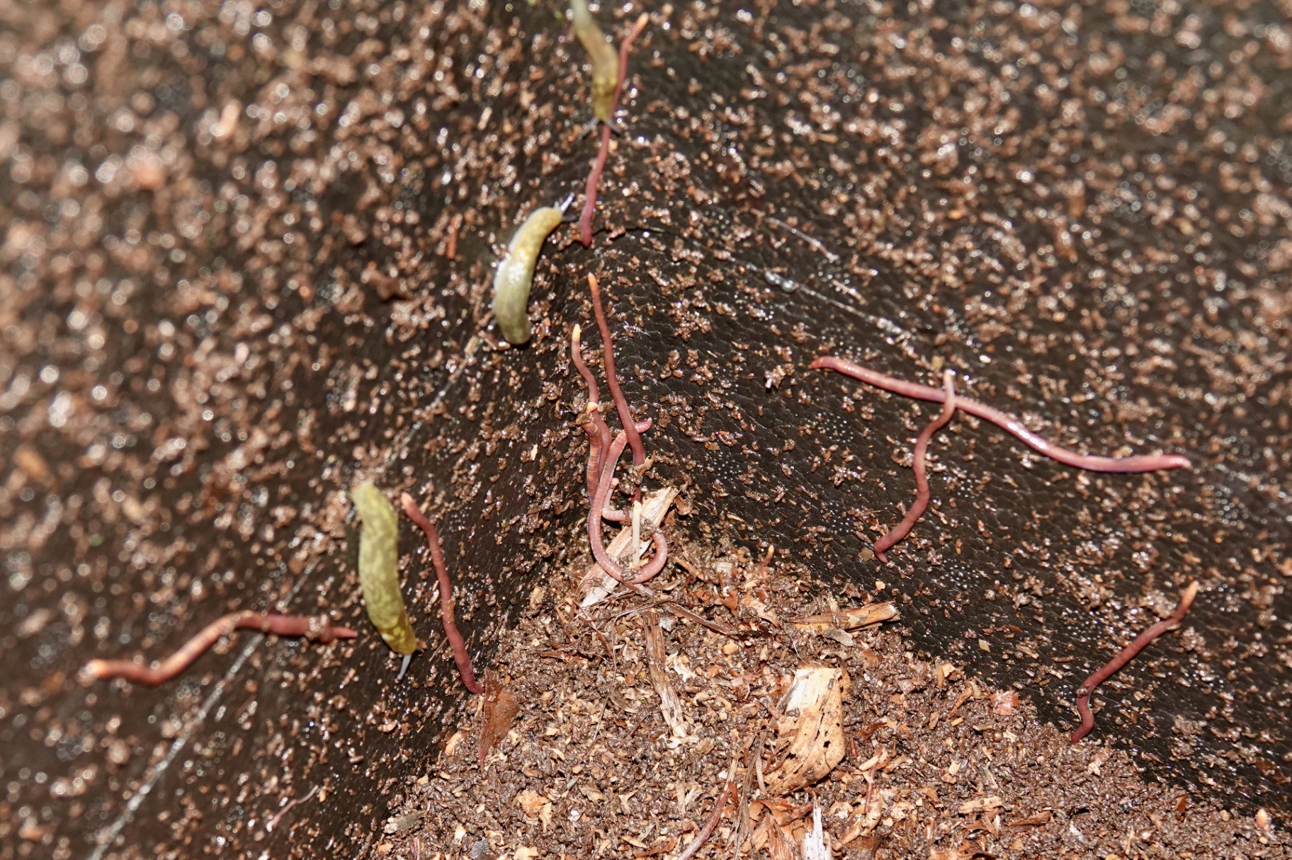 Worms and slugs in compost