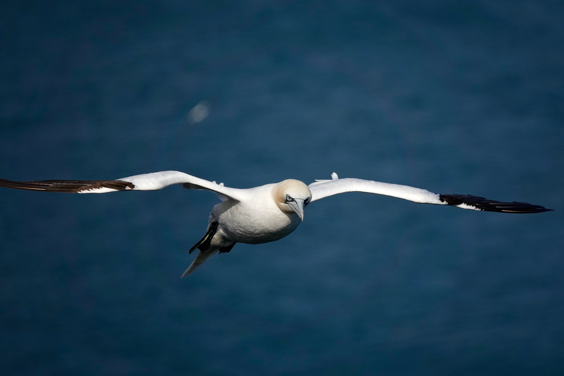 A Northern Gannet gliding low over a dark blue sea