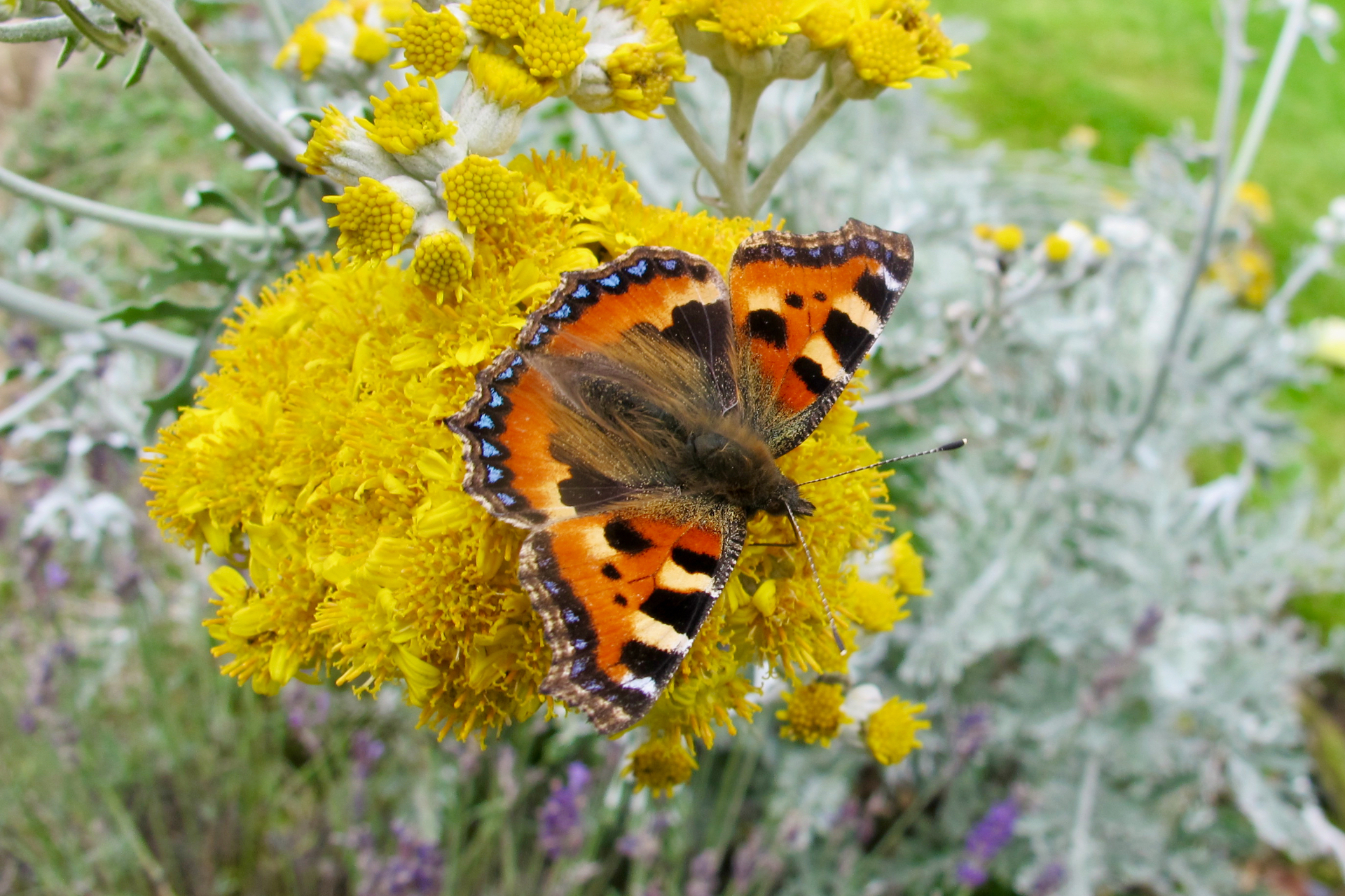 A Small Tortoiseshell butterfly seen from above with wings fully open on a cluster of yellow flowers