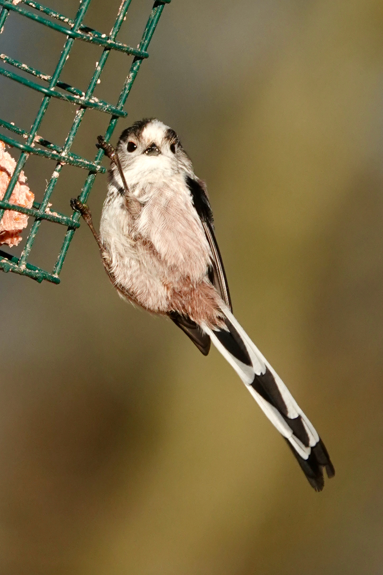 A Long-tailed Tit clinging to a green suet feeder