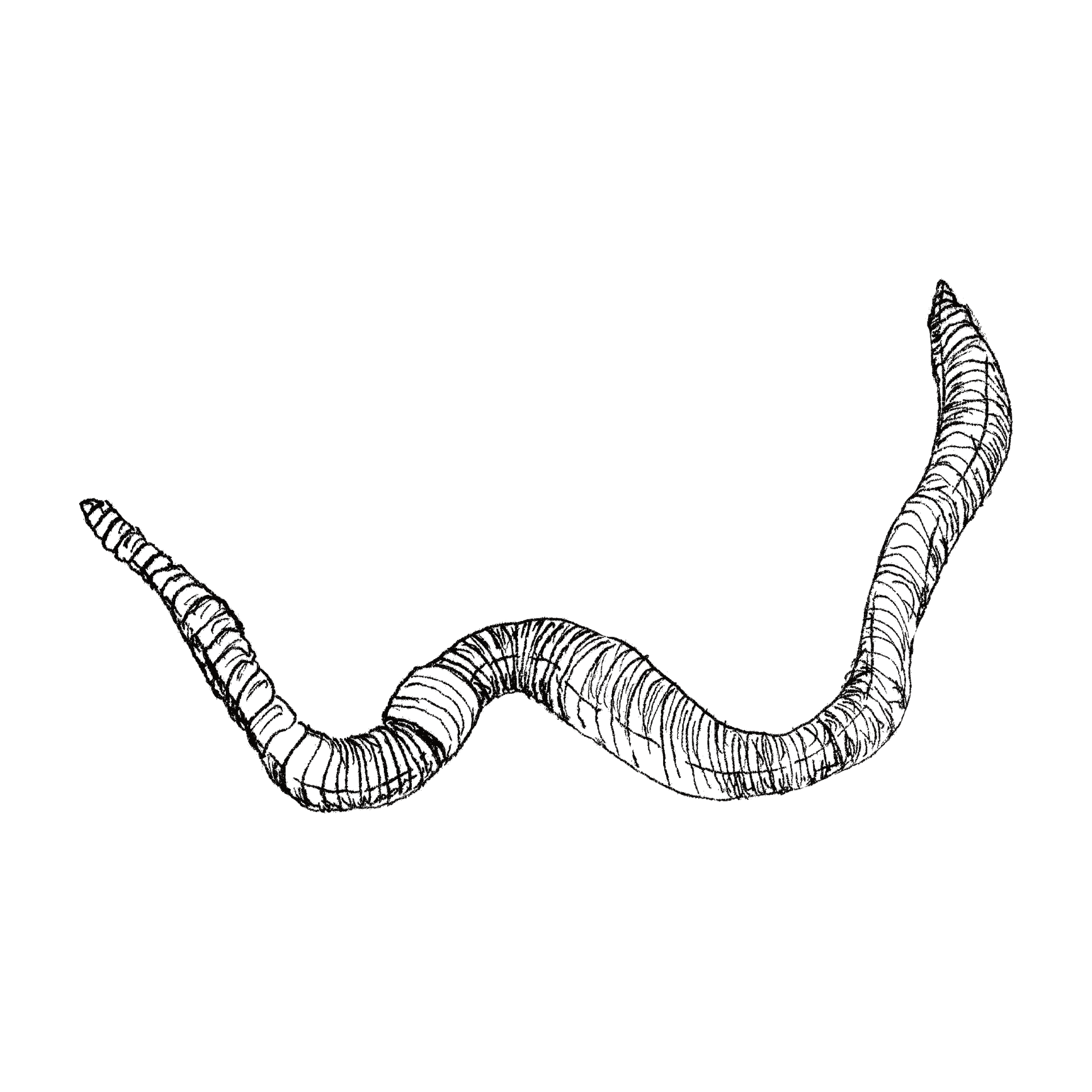 Earthworm line drawing