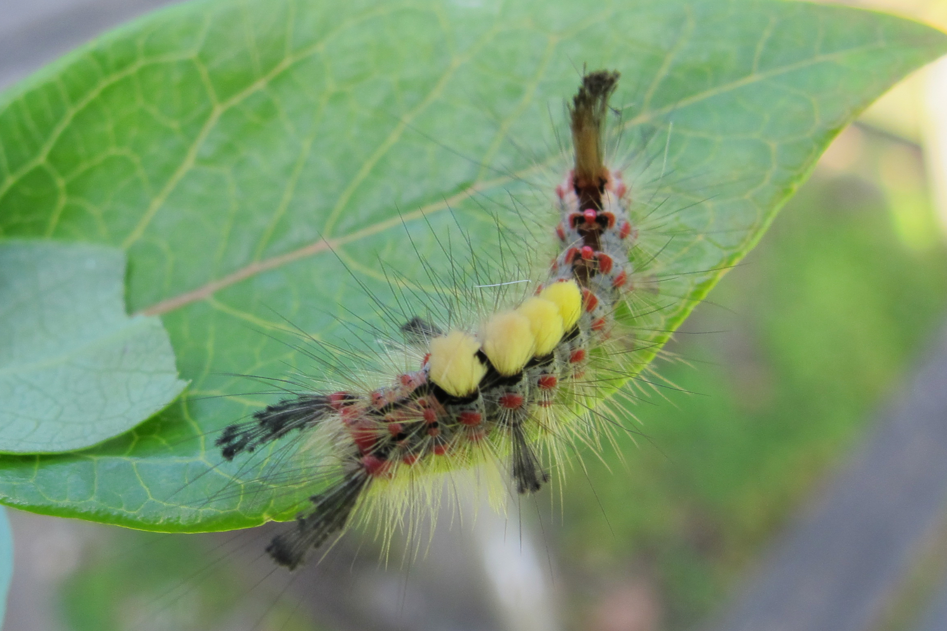 A brightly coloured Vapourer Moth caterpillar with yellow tufts and red spots on a green leaf
