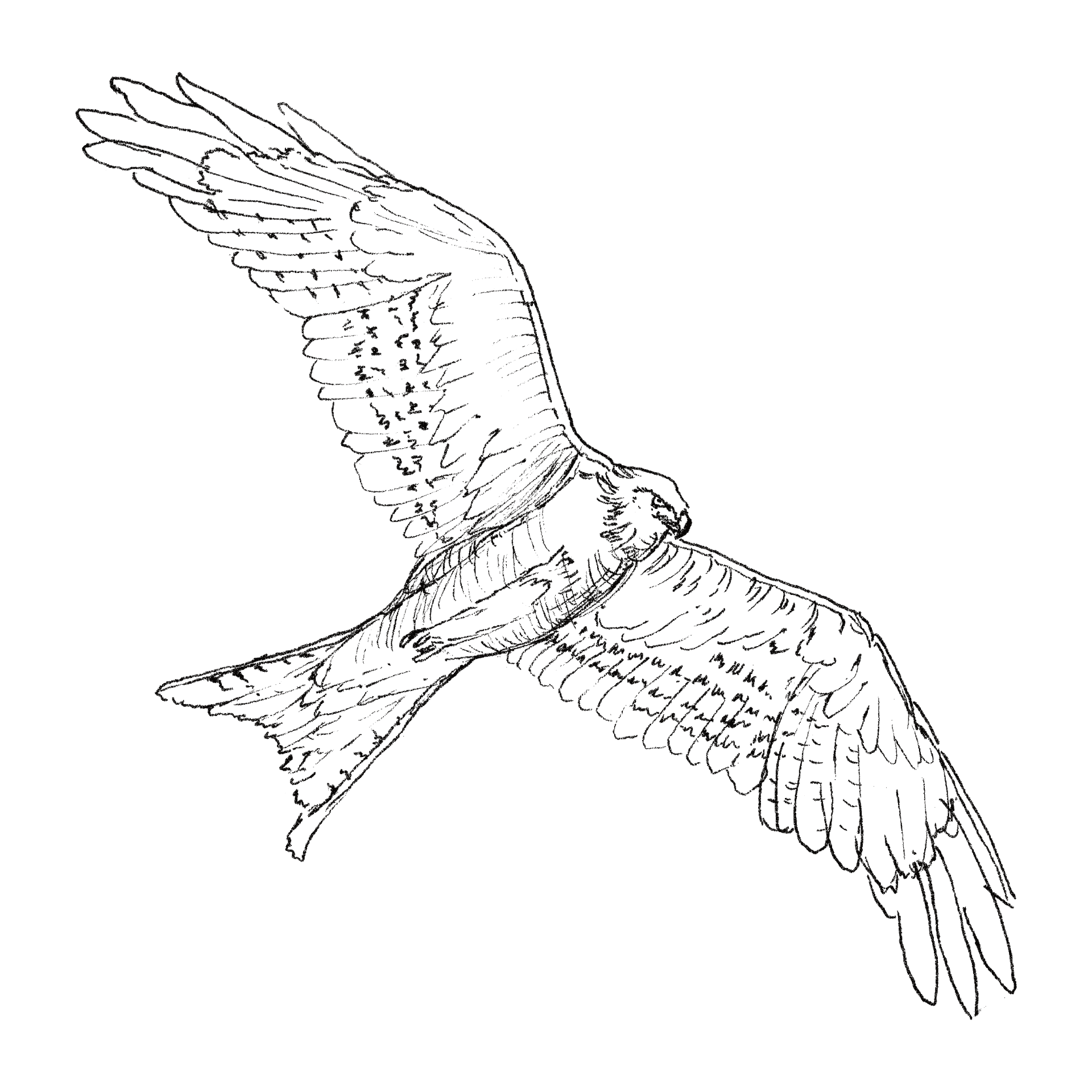 Red Kite line drawing