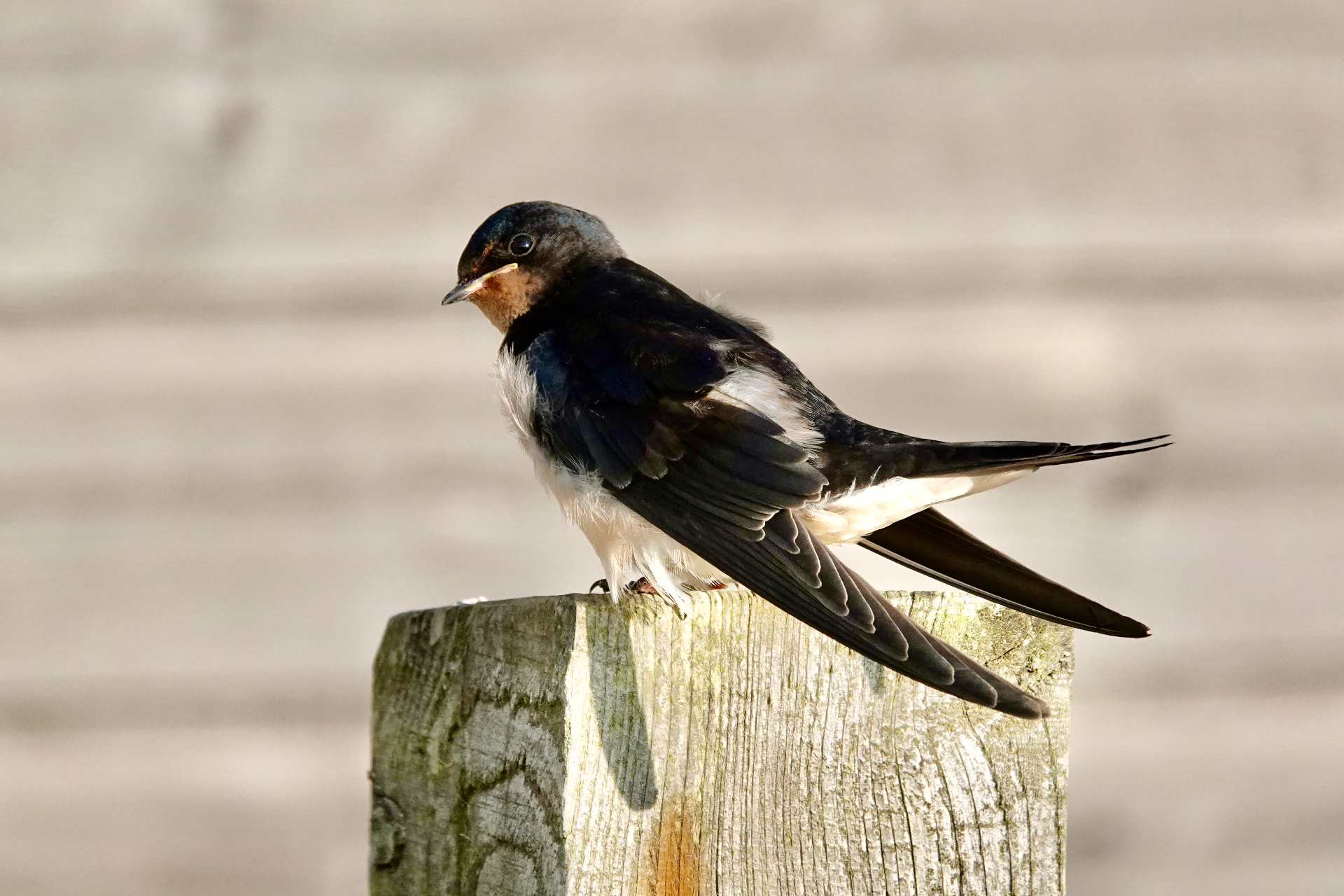 A Swallow perched on a weathered wooden fence post showing dark blue back and pale underparts
