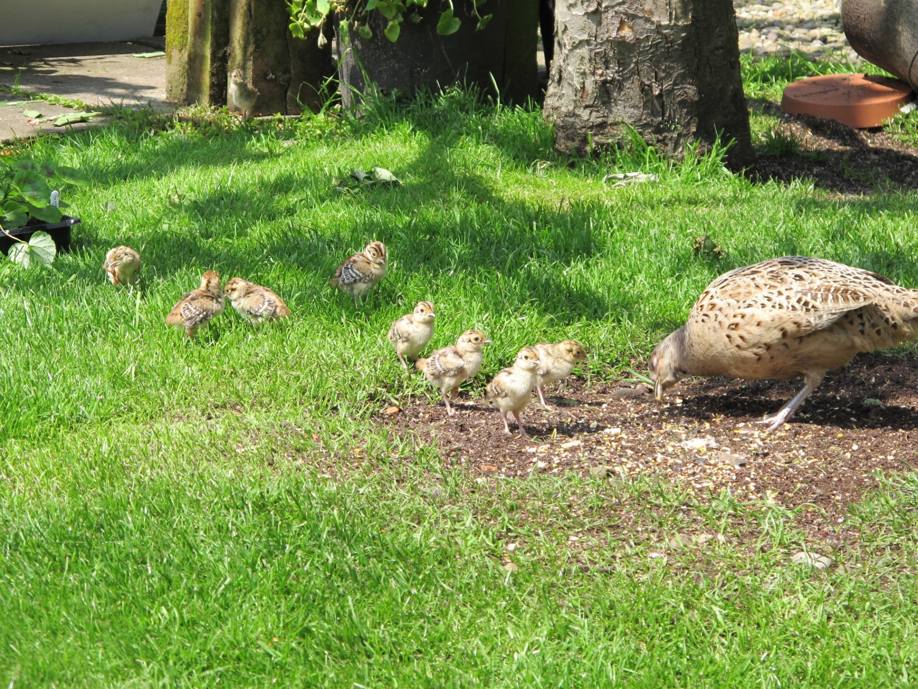 A hen pheasant on bare earth surrounded by eight tiny striped chicks pecking on a sunny lawn