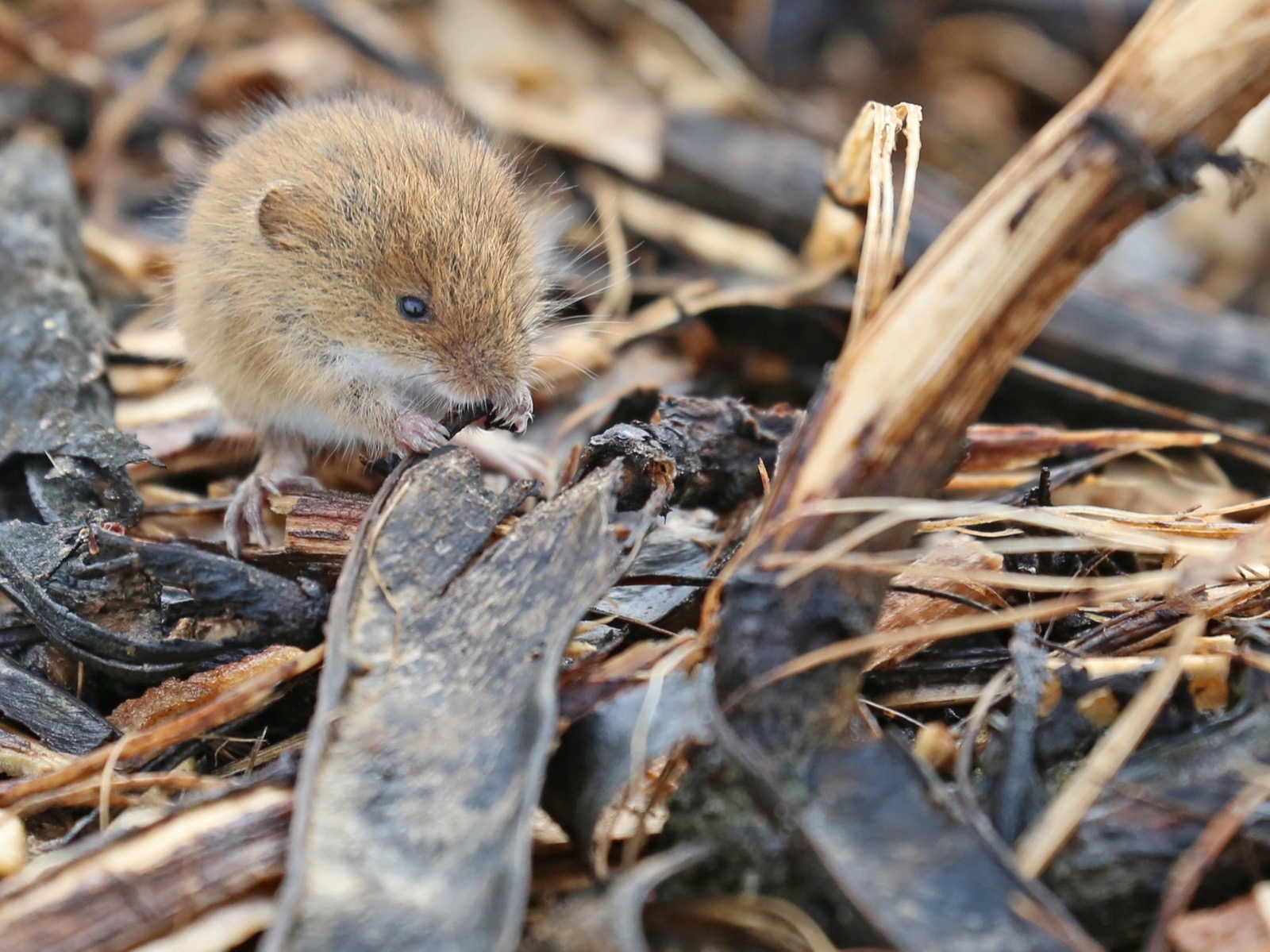 A small russet-orange Harvest Mouse feeding among grass stems and dead leaves