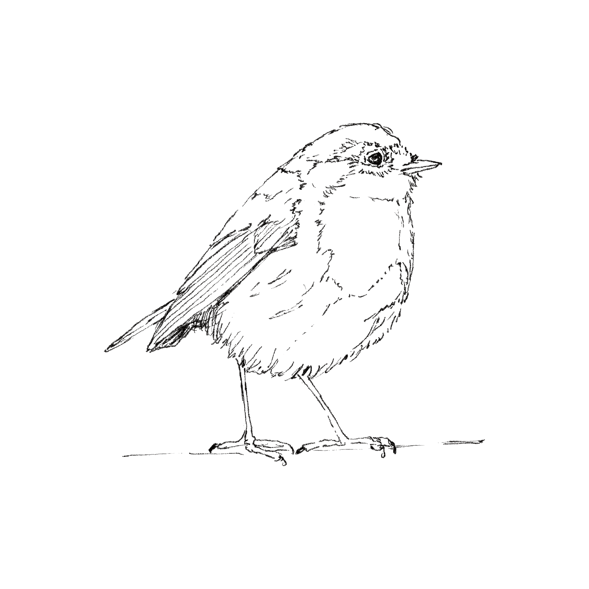 Robin line drawing
