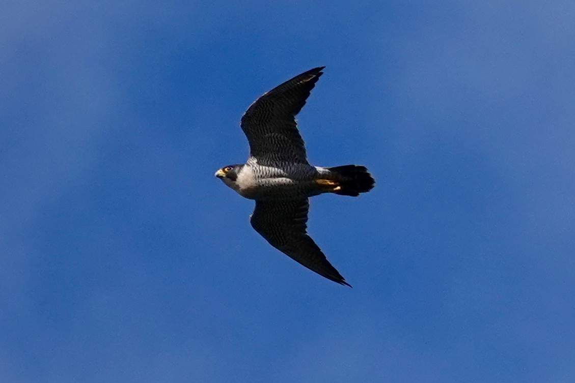 A Peregrine Falcon in flight against a deep blue sky at Bempton Cliffs