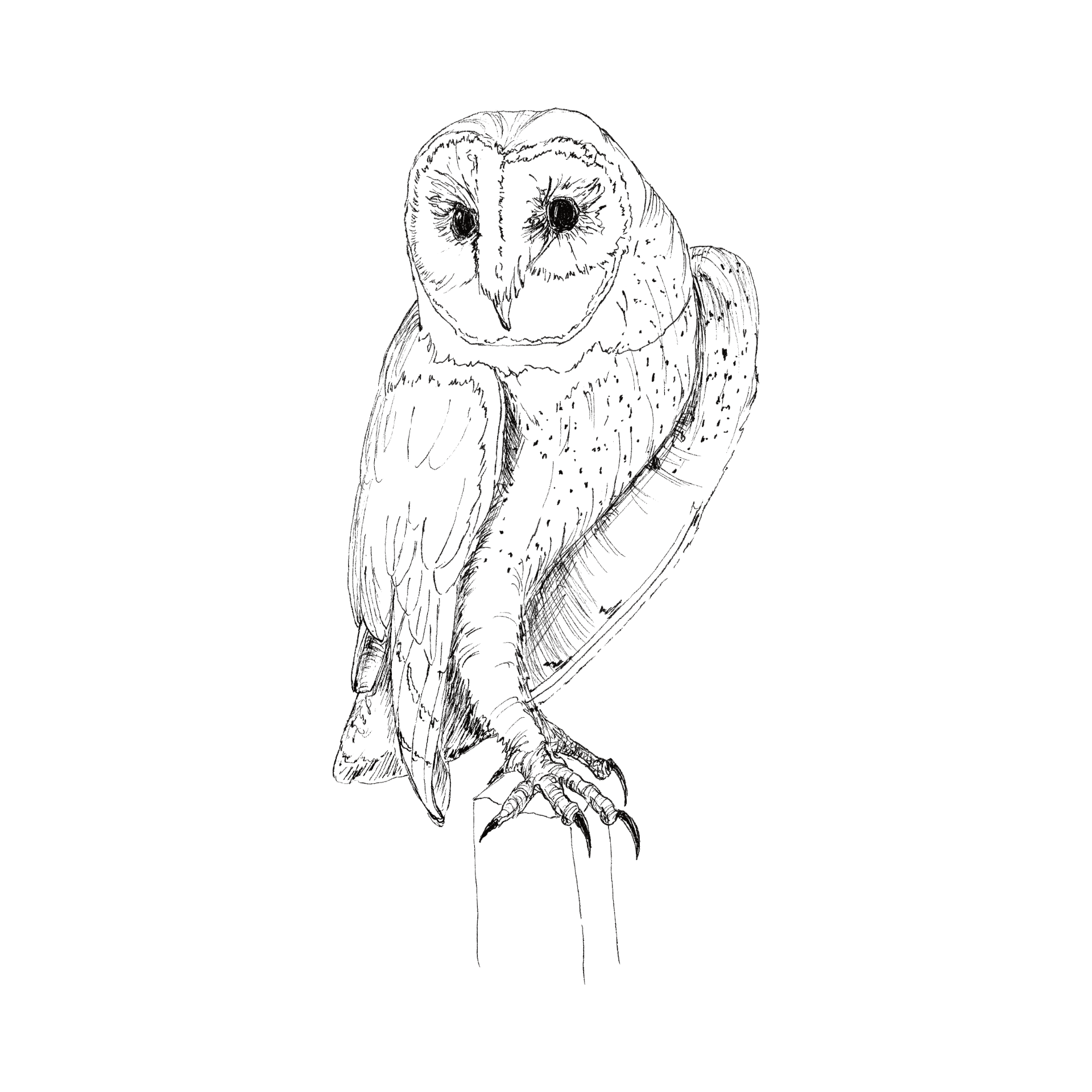 Barn Owl line drawing