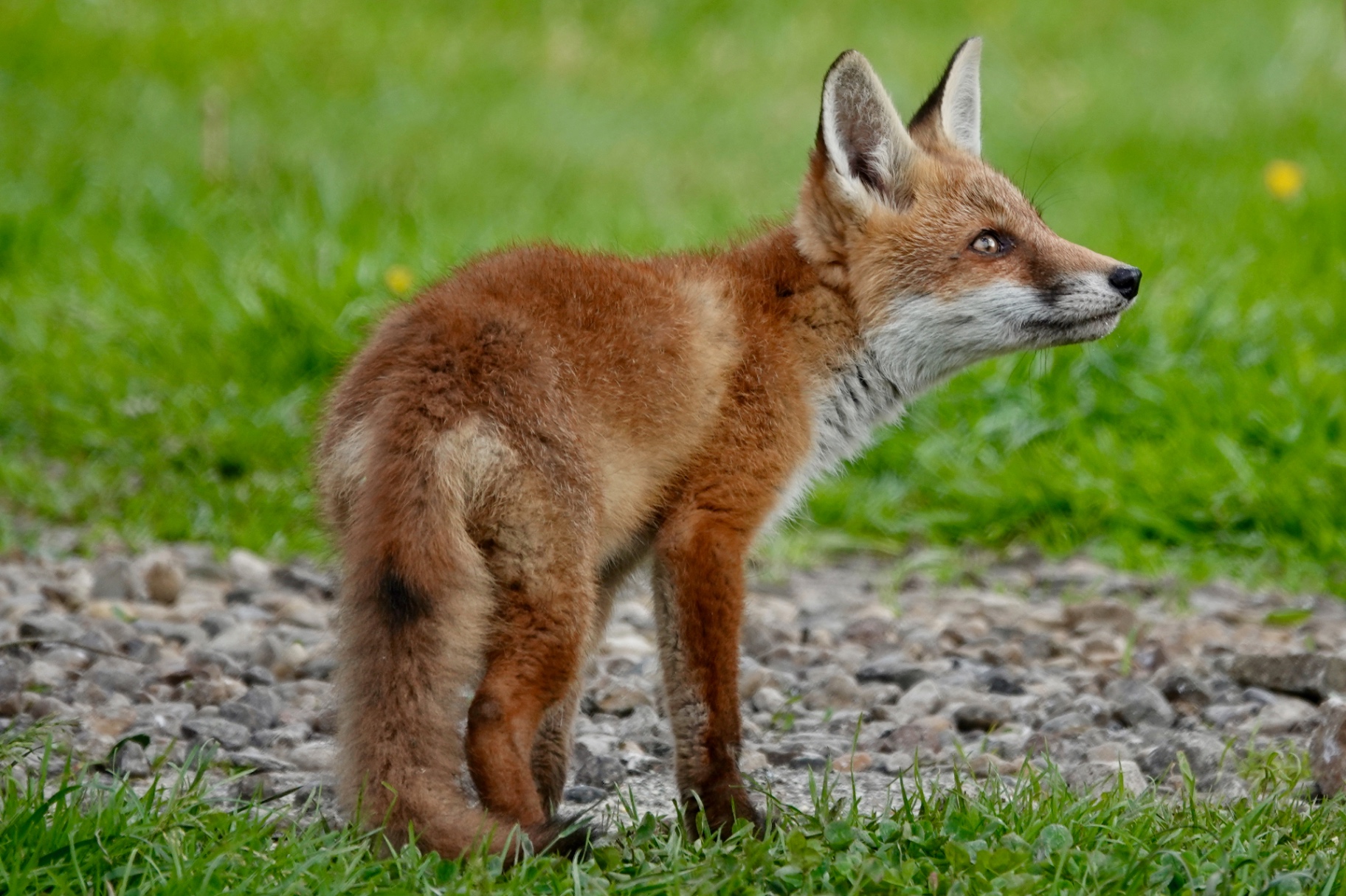 Red fox cub on a path