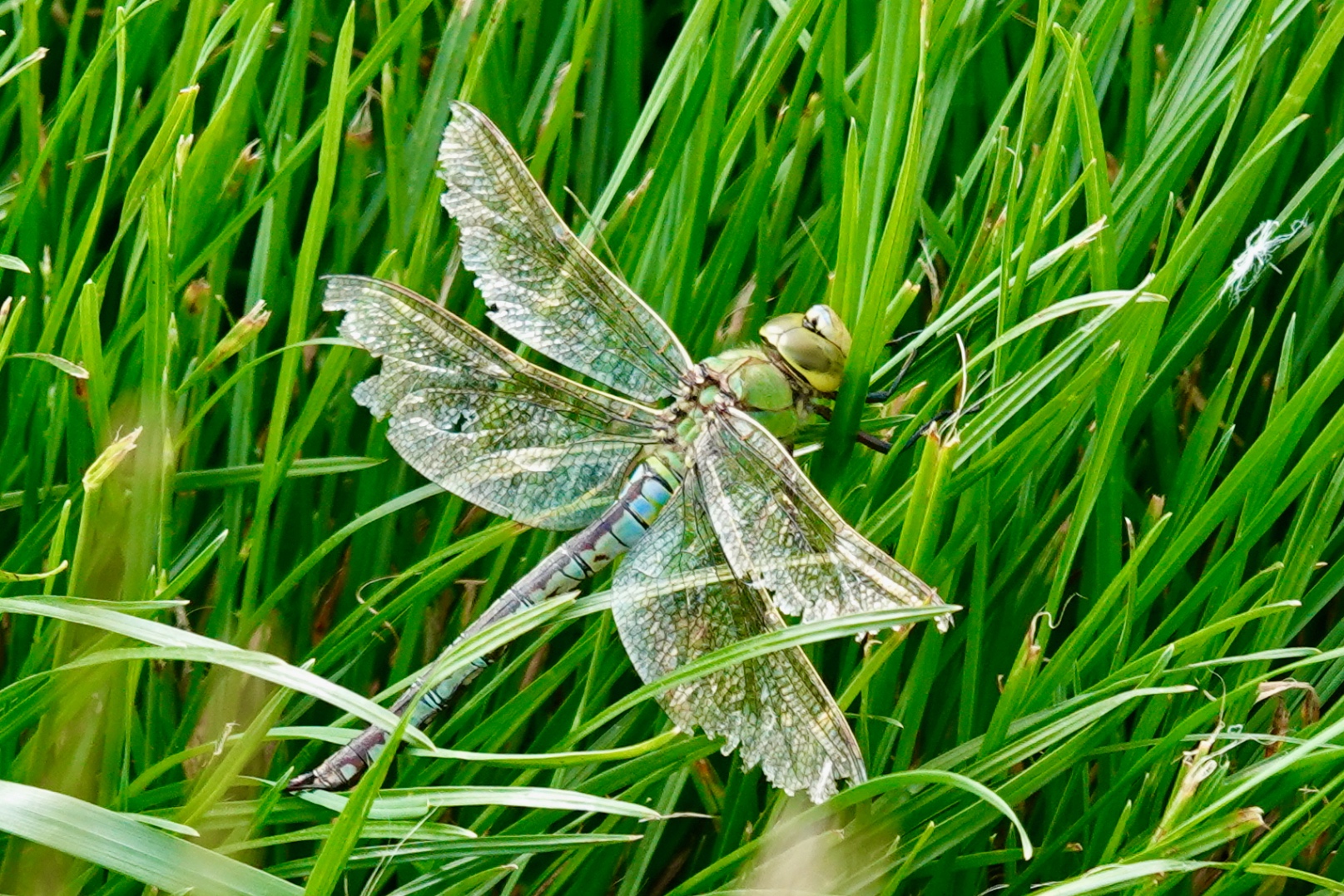 An Emperor Dragonfly resting in tall green grass
