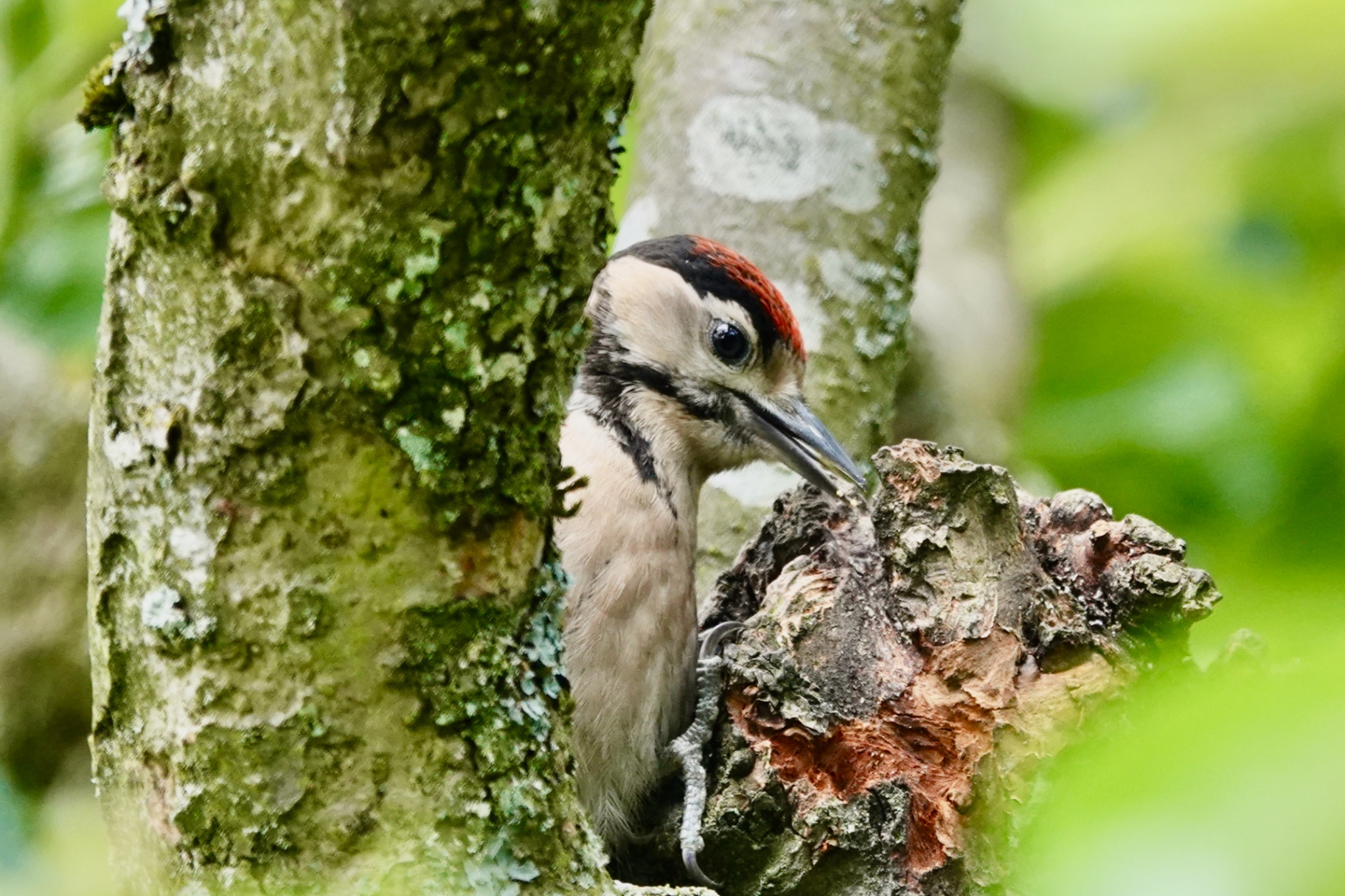 Juvenile Great Spotted Woodpecker probing a split branch