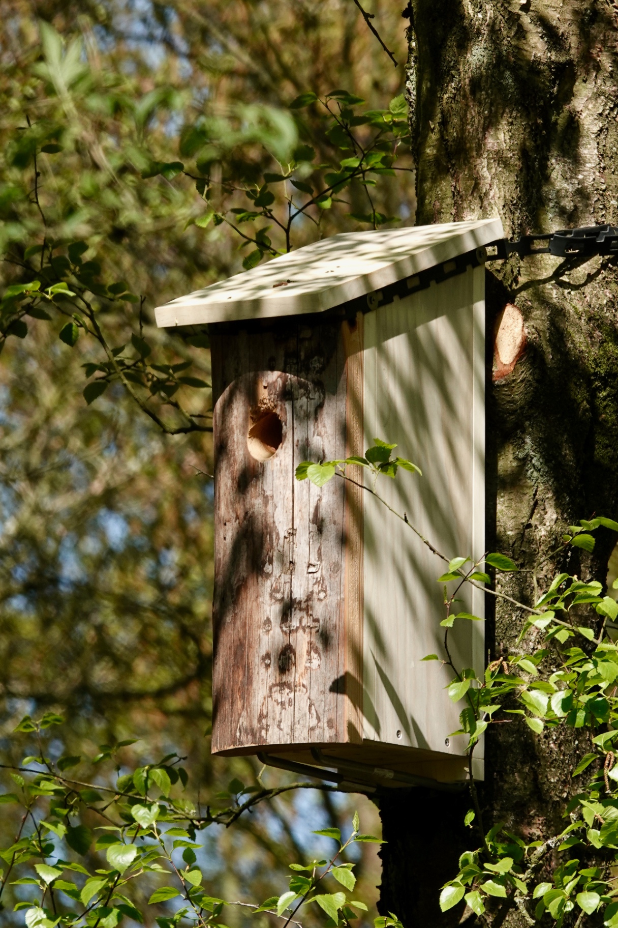 Specialised Great Spotted Woodpecker nest box mounted high on a tree trunk