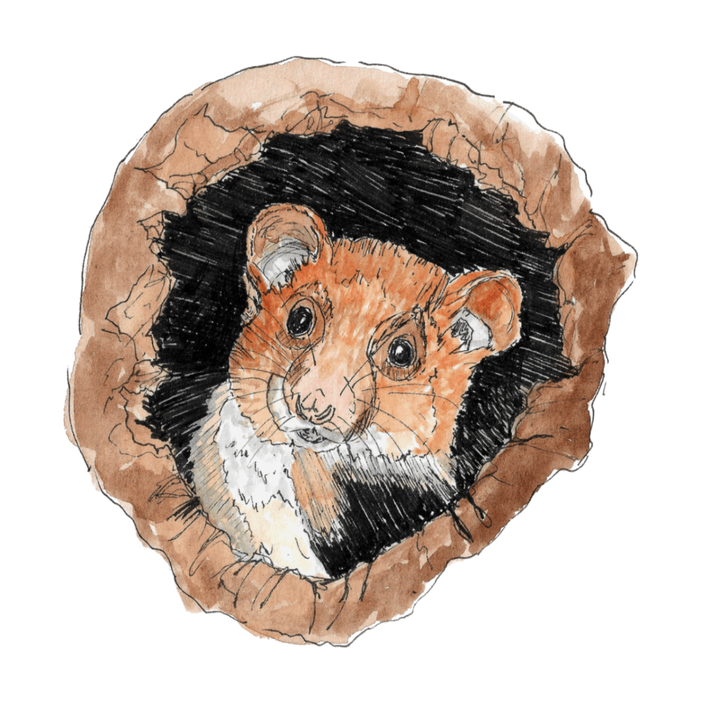 Watercolour illustration of a small mammal