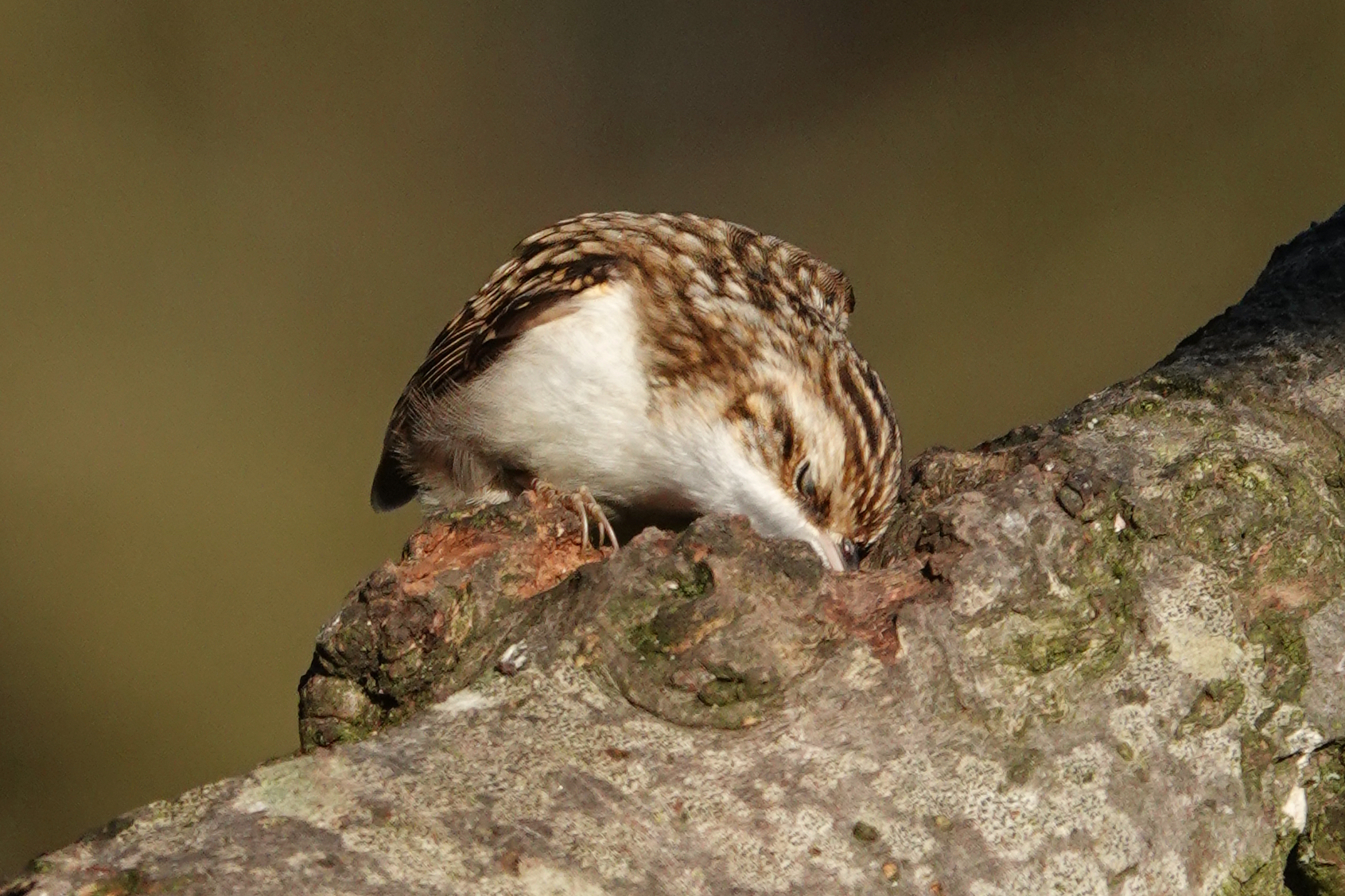 A Treecreeper probing deep into a fissure on a lichen-covered branch