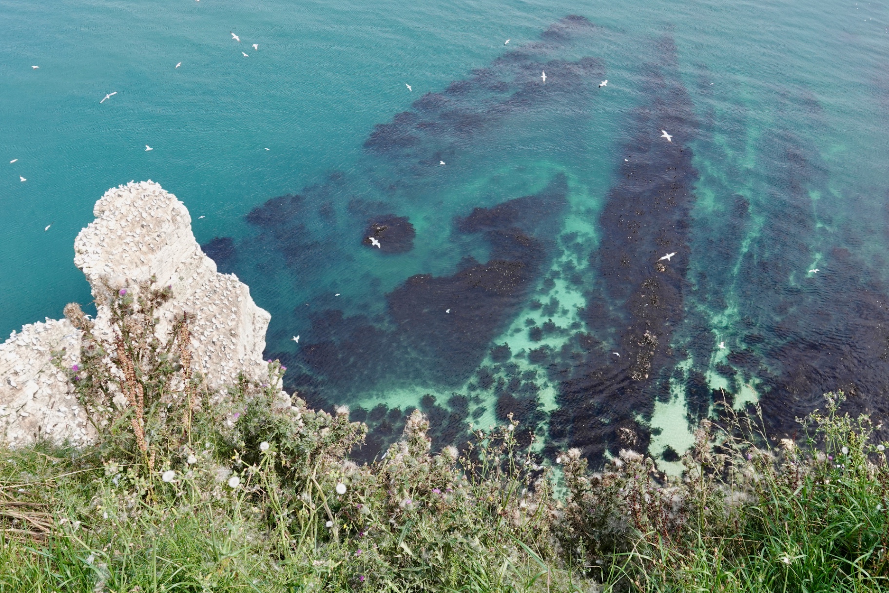 RSPB Bempton Cliffs reserve