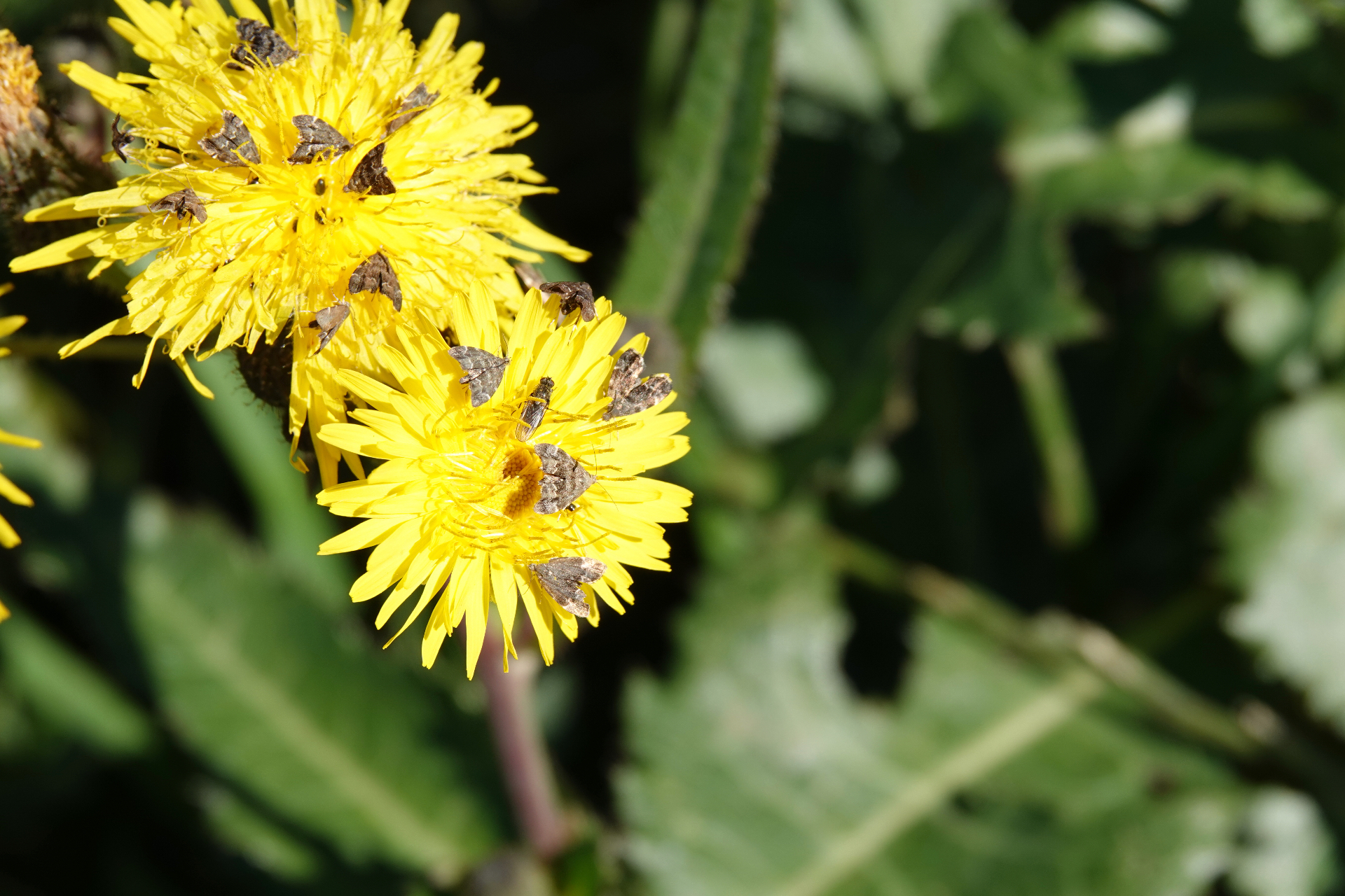 Several small grey-brown micro-moths feeding on bright yellow dandelion flowers