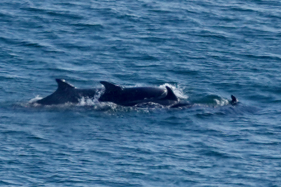Four bottlenose dolphins surfacing off Bempton Cliffs