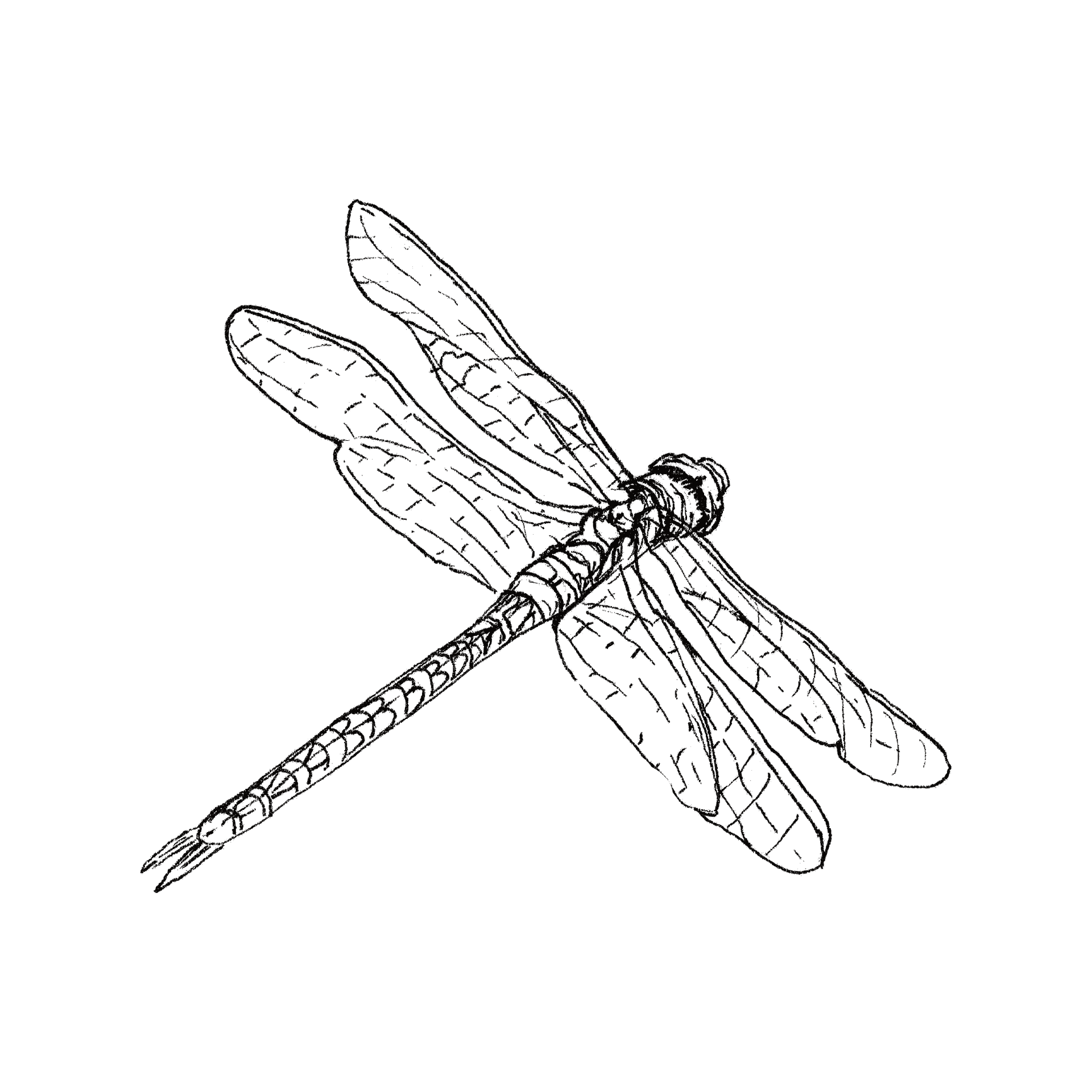 Dragonfly line drawing