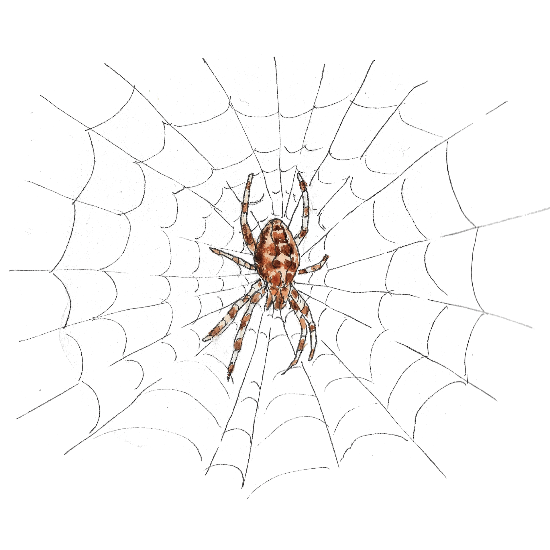 Watercolour illustration of a garden spider