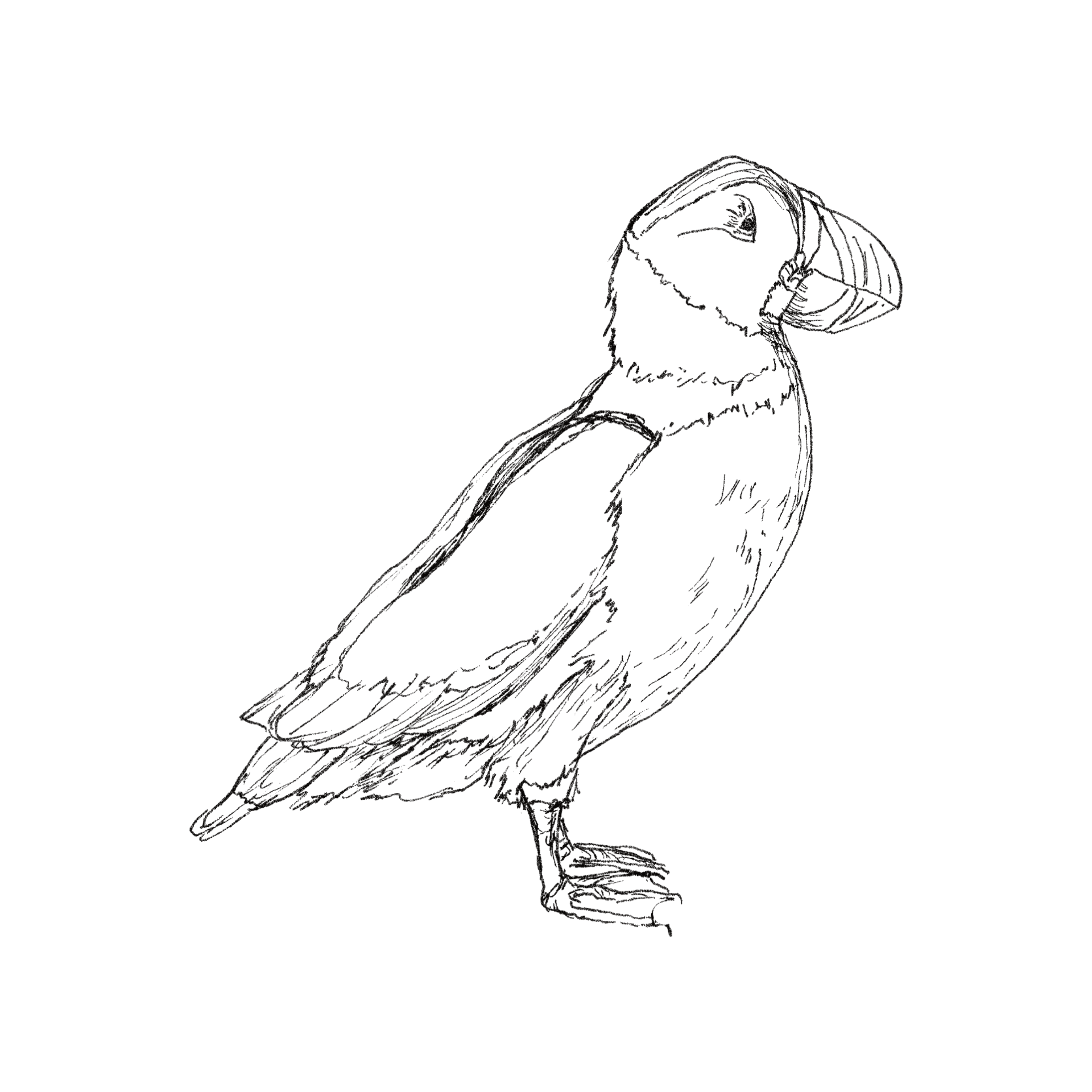 Puffin line drawing