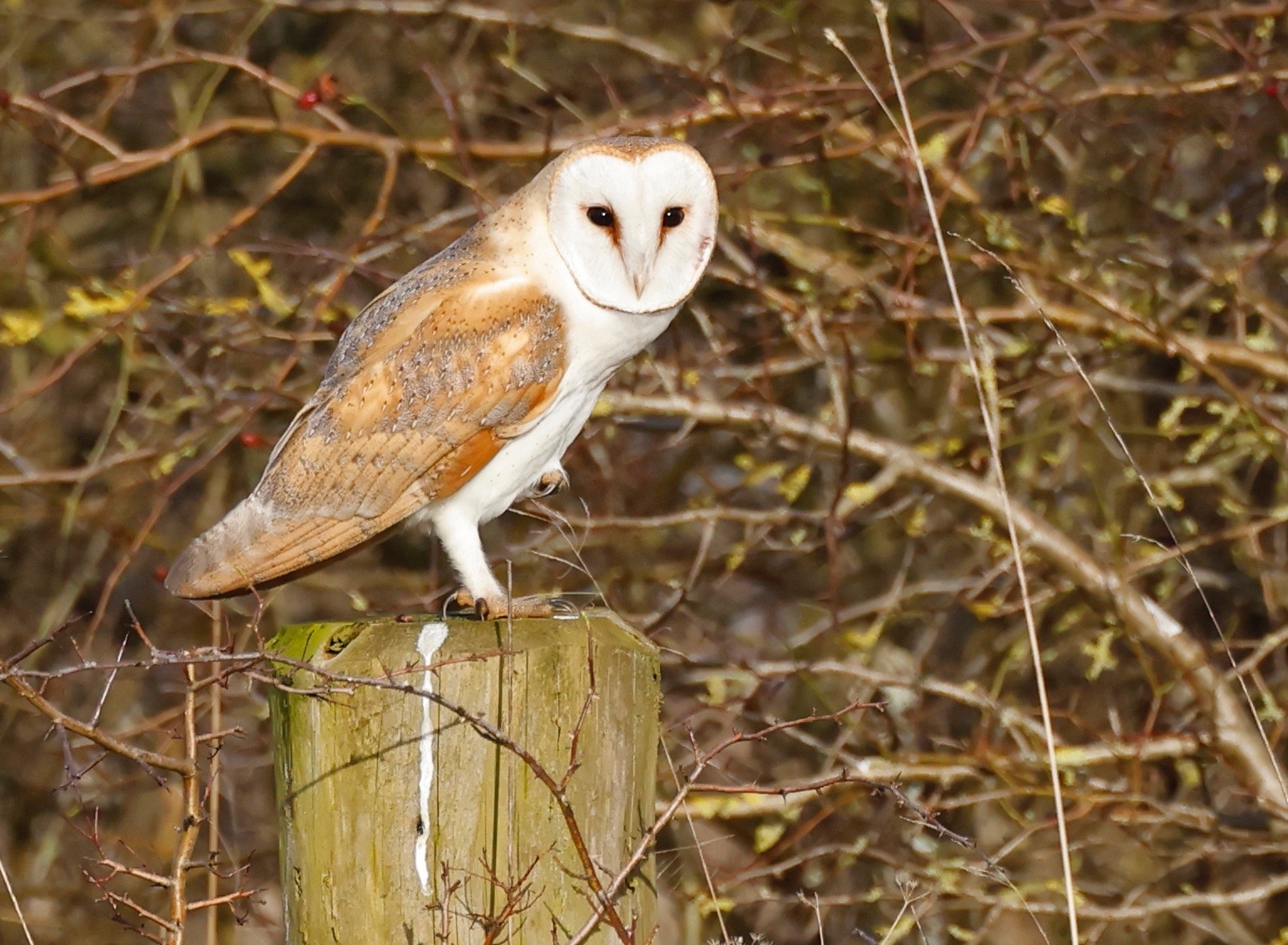 A Barn Owl perched on top of a wooden fence post in front of a bramble hedge