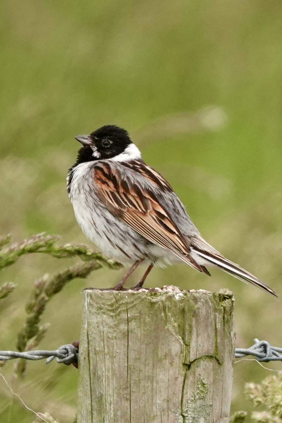 A male Reed Bunting perched on a weathered fence post at RSPB Bempton